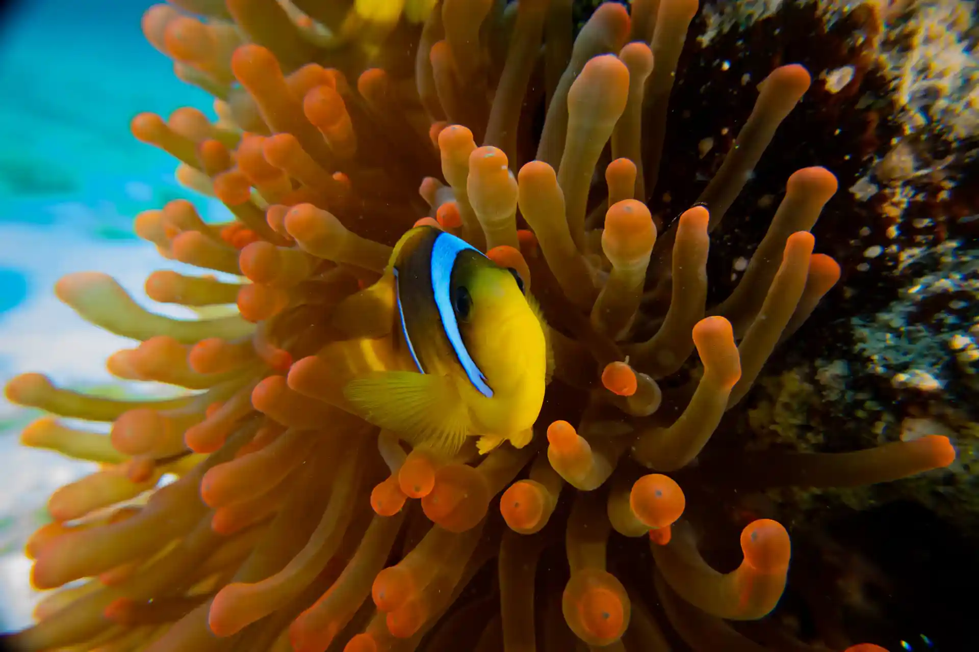 A Perfect Partnership: Anemone & Clownfish