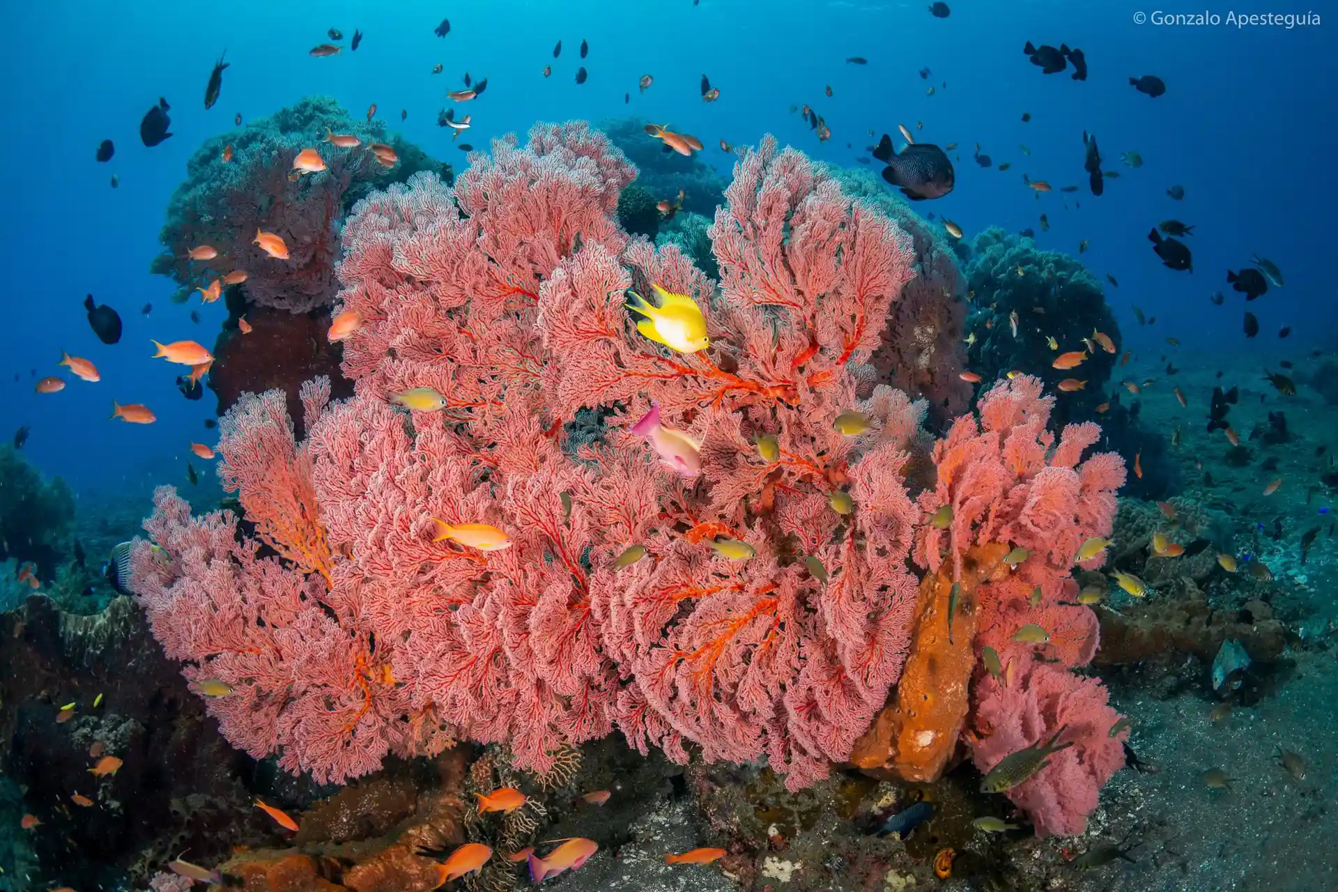 Schnorchelplätze bei Menjangan