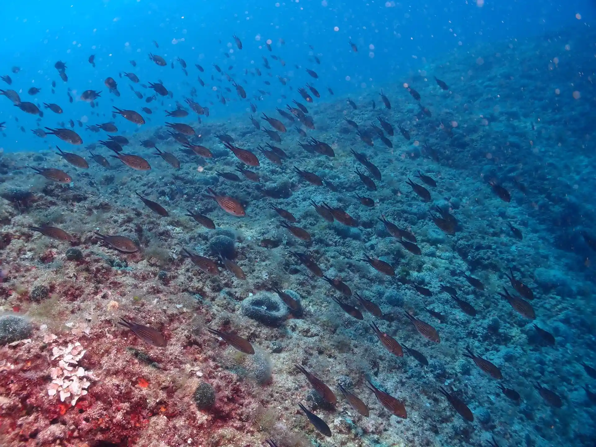 Dive site photo