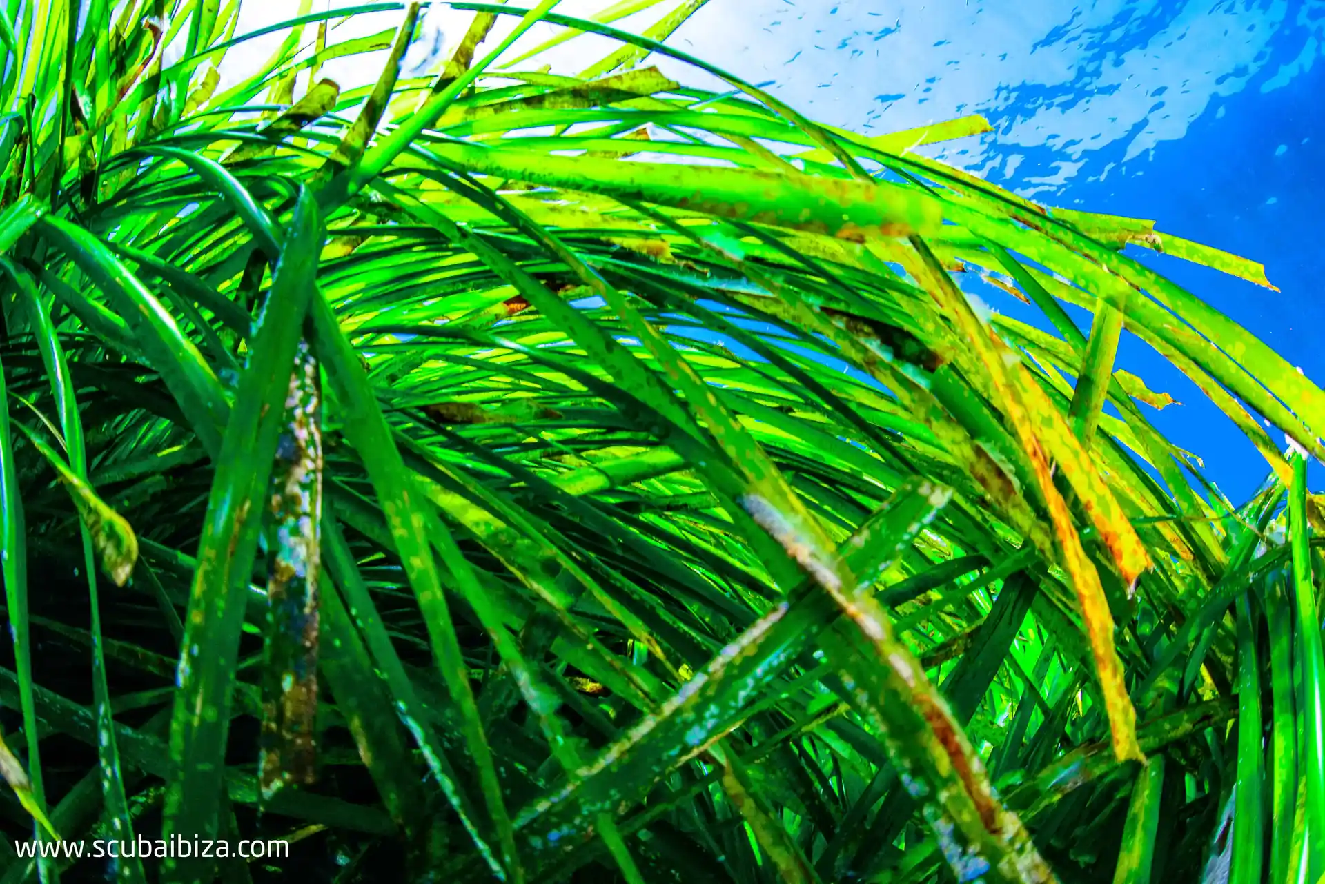 Posidonie océanique