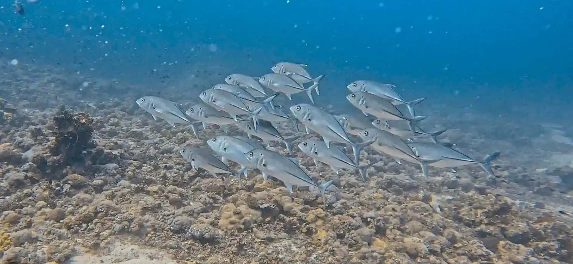 Dive site photo