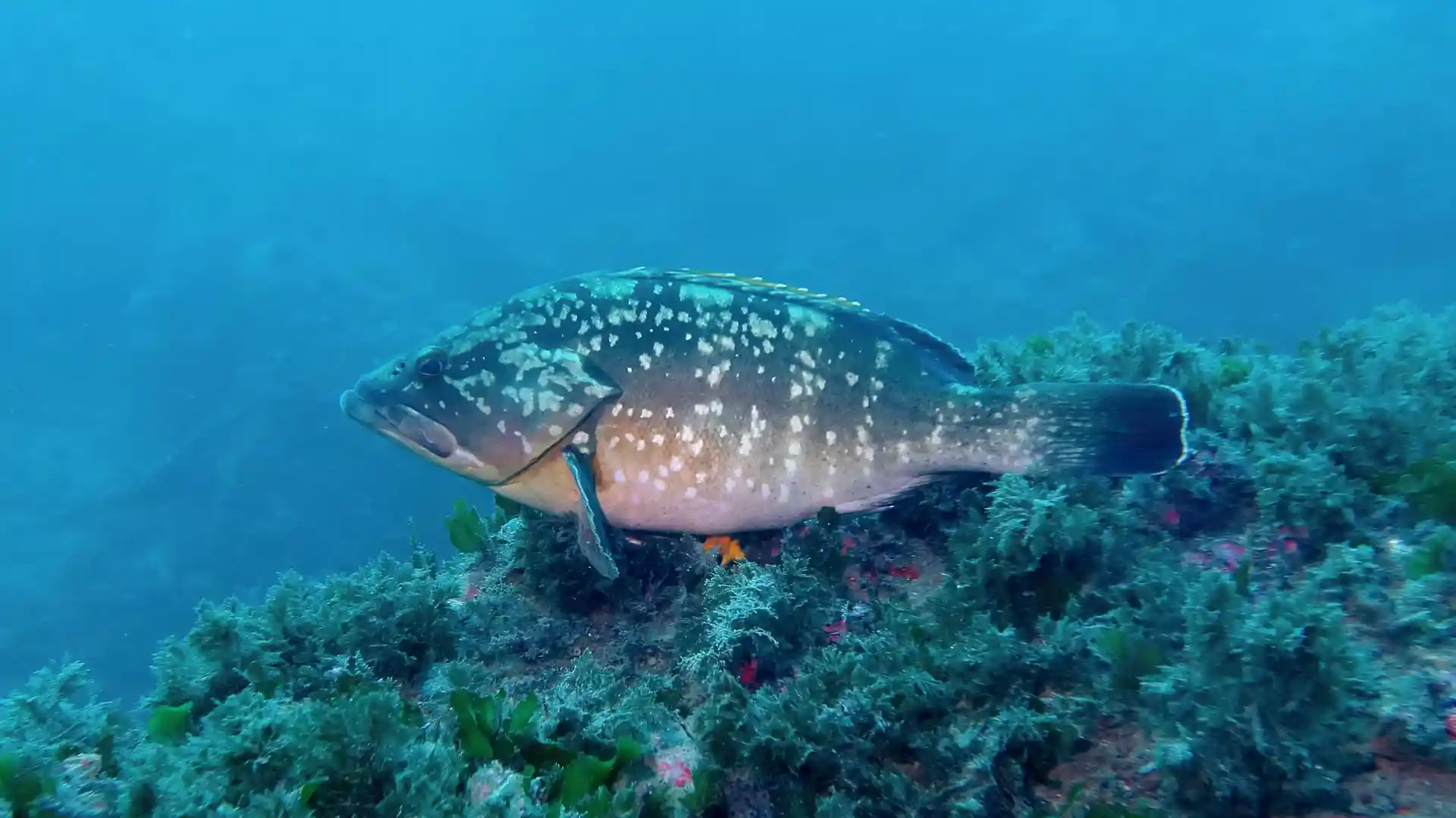 Dive site photo