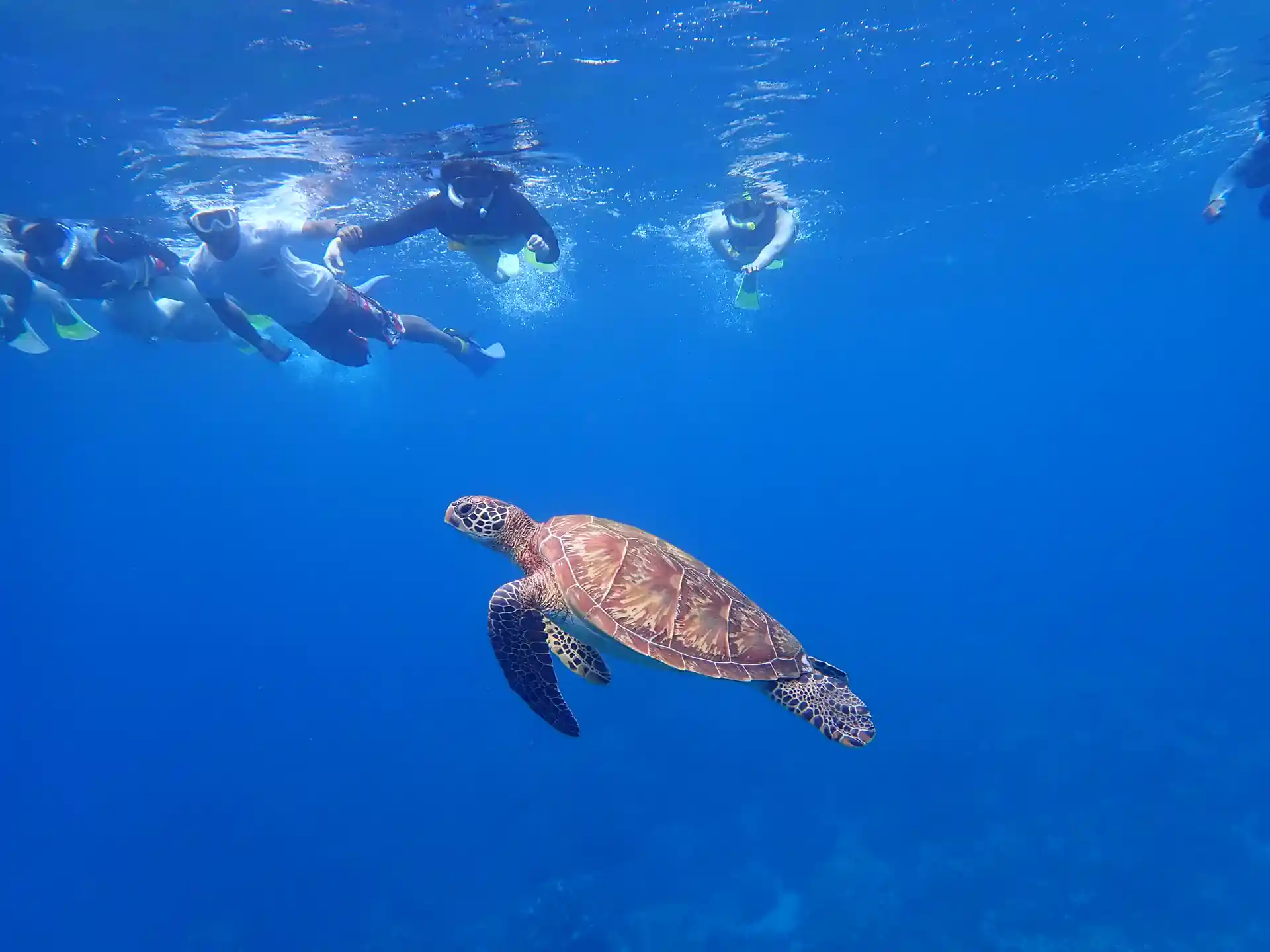Green sea turtle encounter