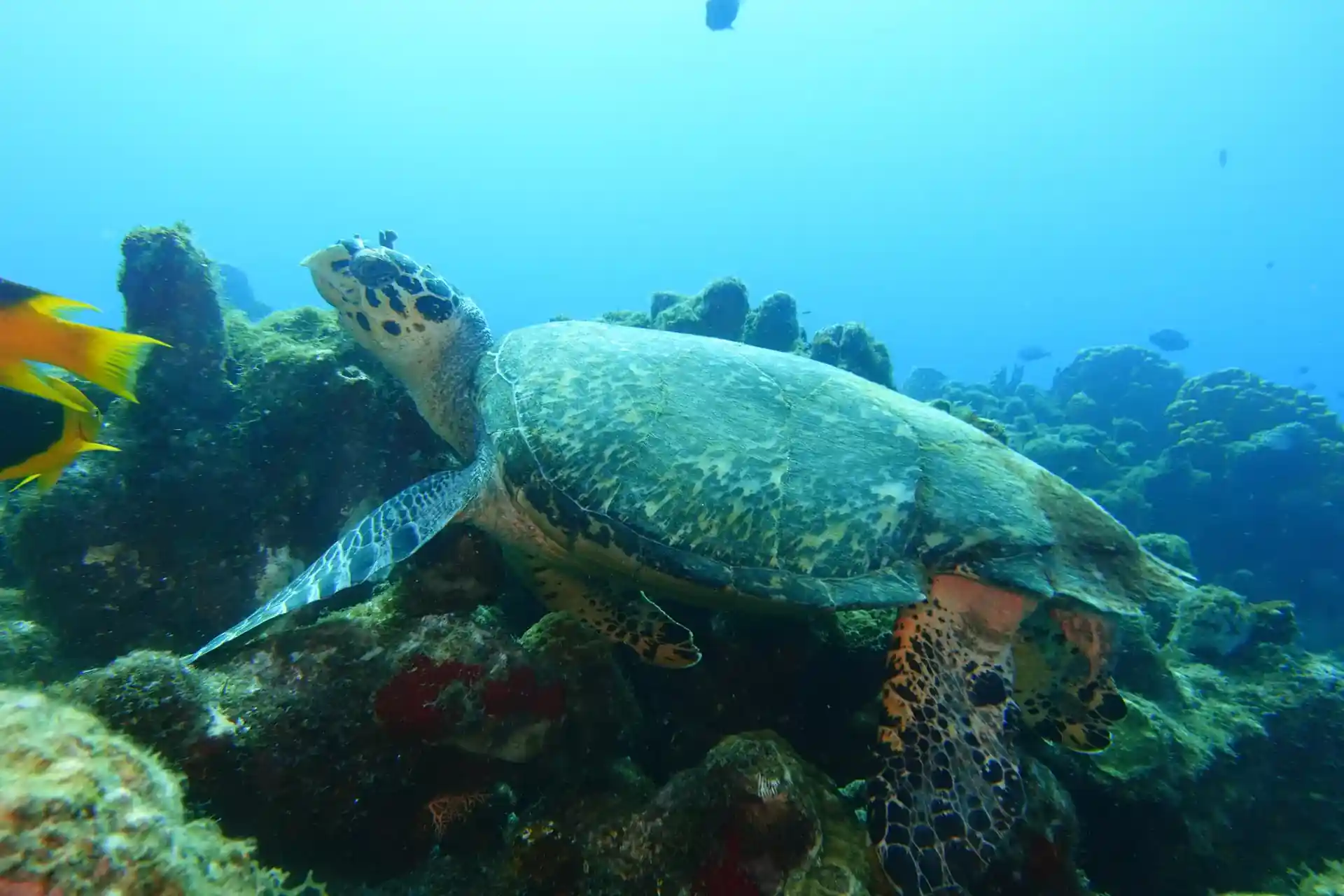 Dive site photo