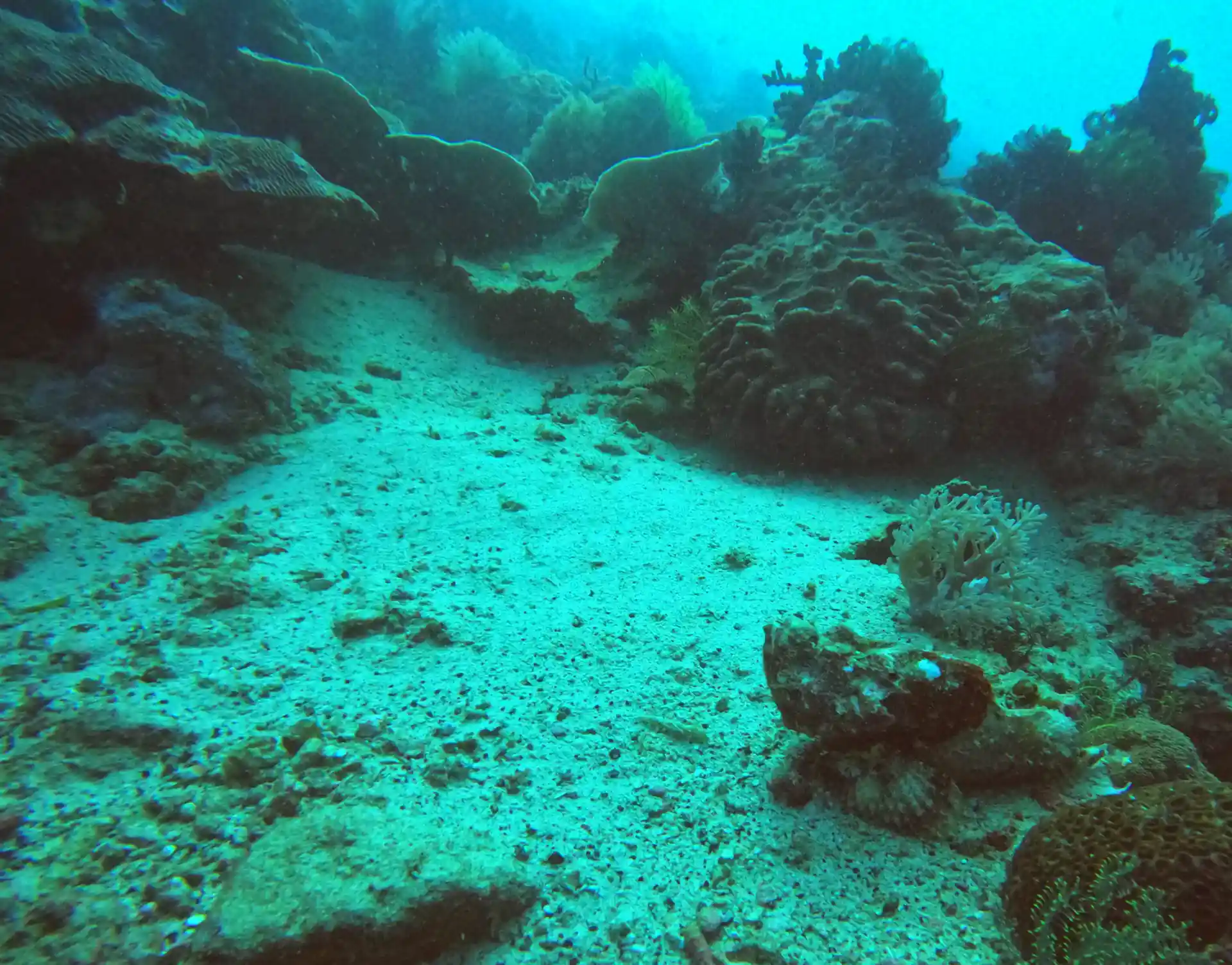 Photo du site de plongée