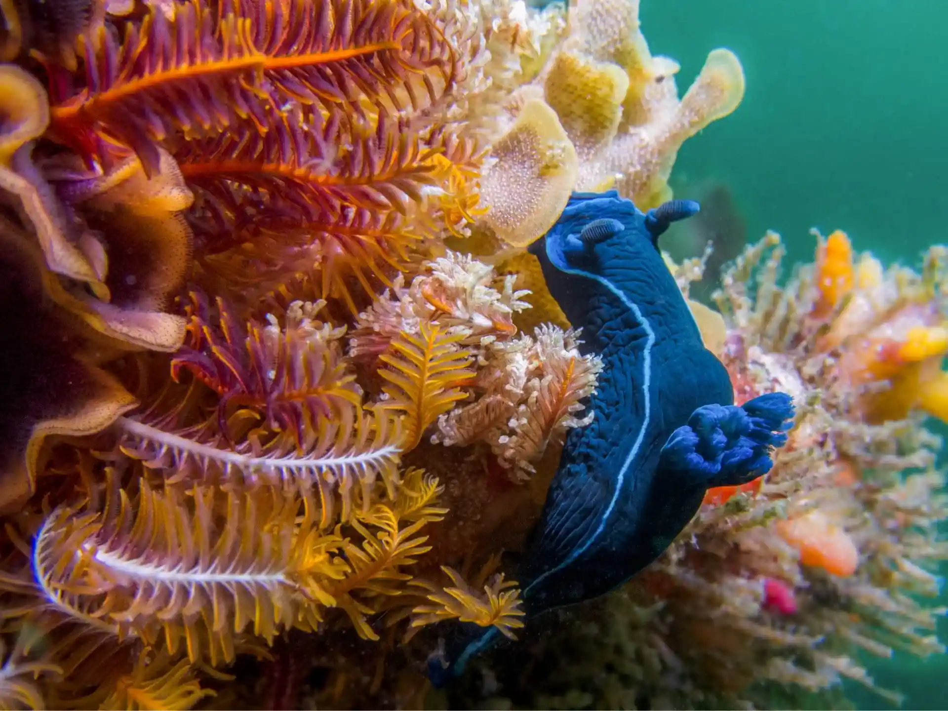 ダイビングサイトの写真