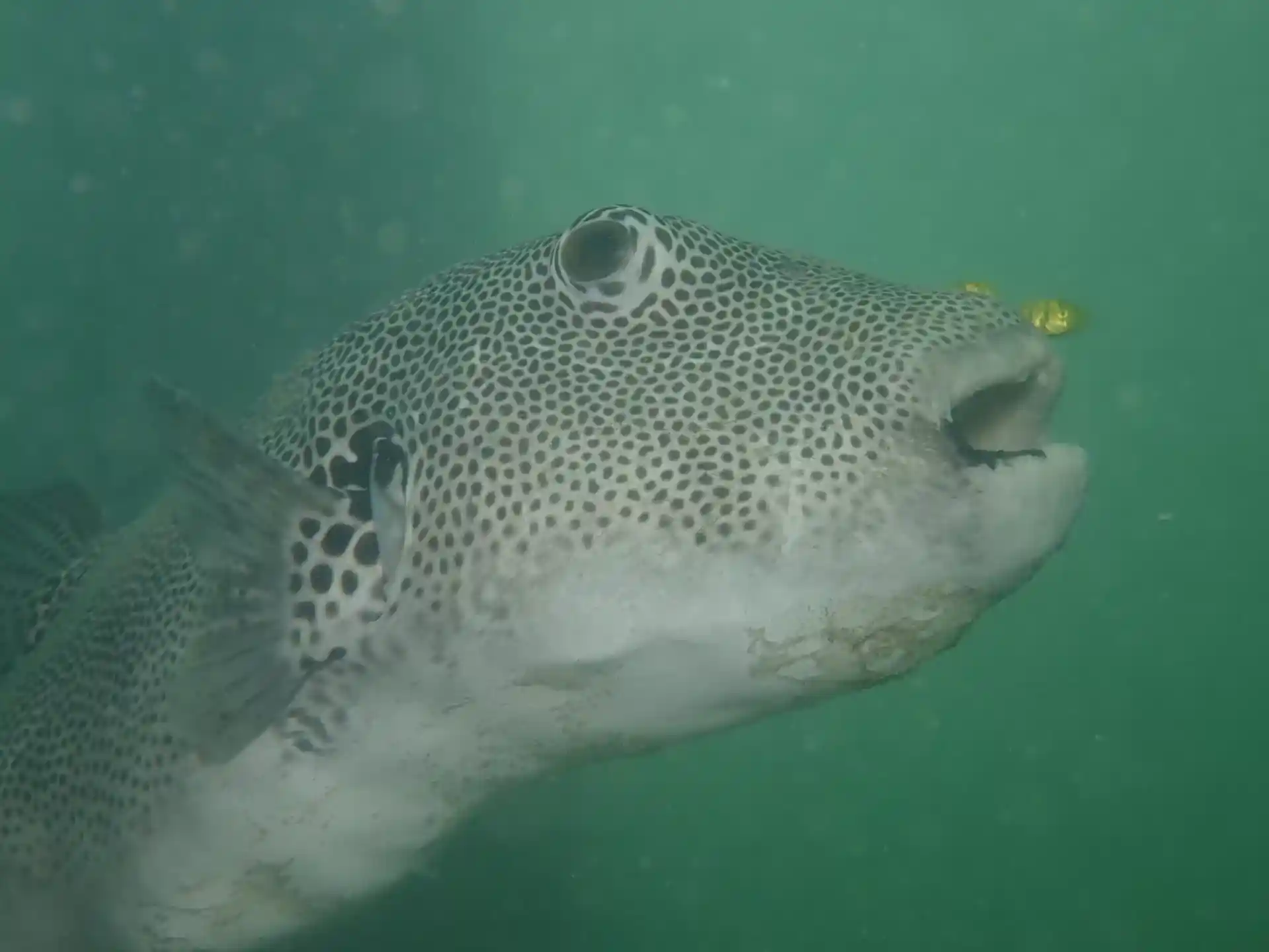 Foto del sitio de buceo