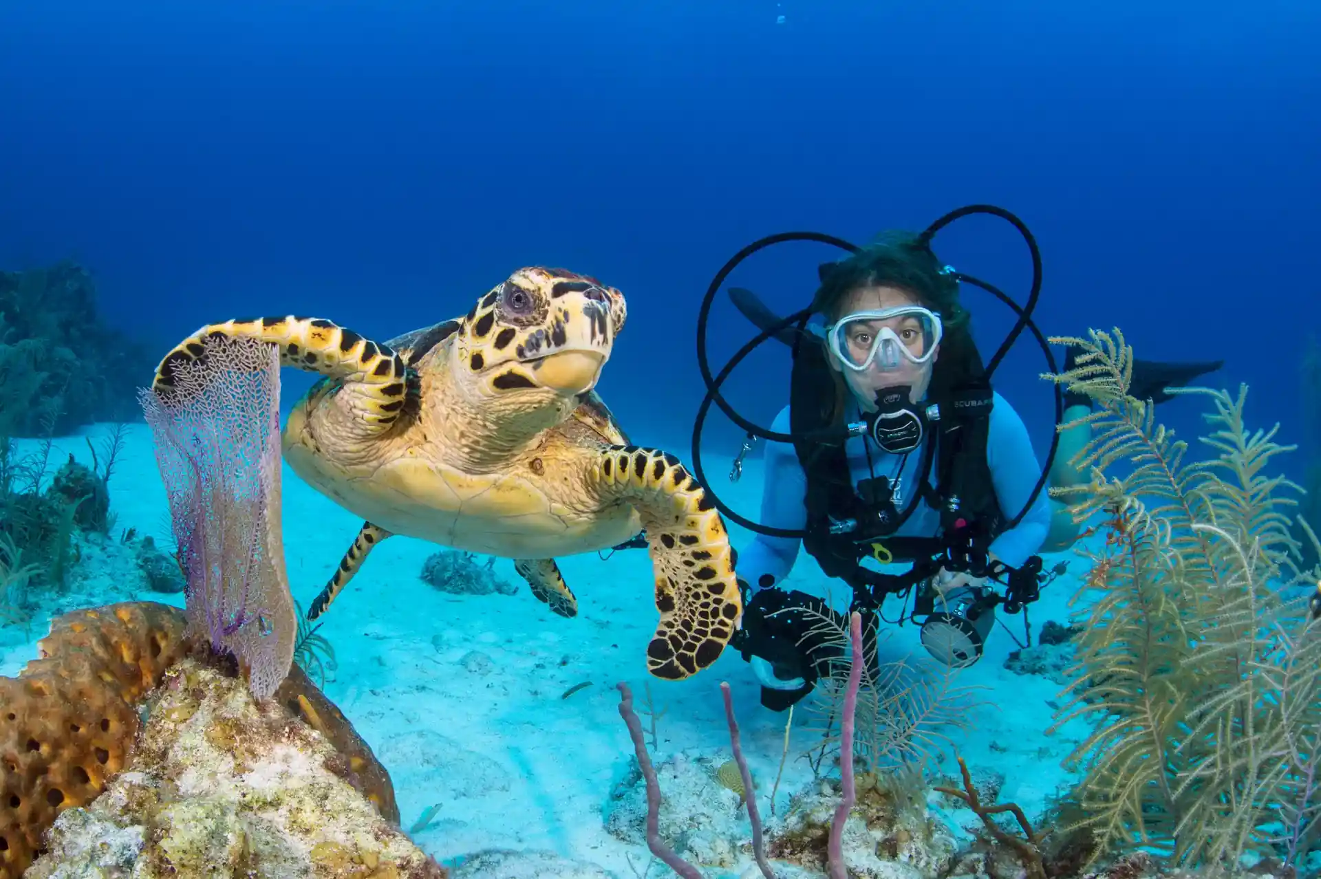 Dive site photo