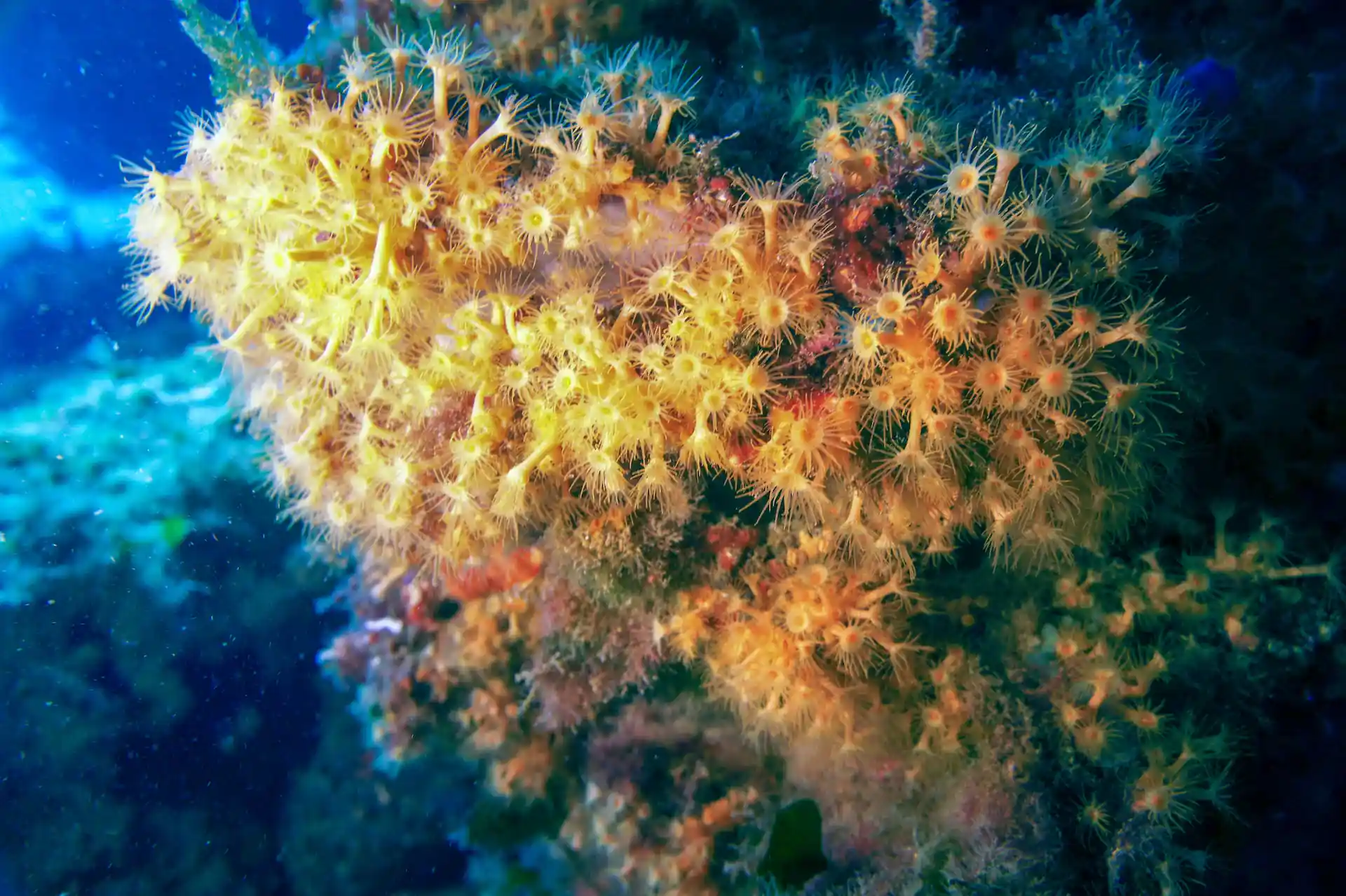 Foto de la tienda de buceo