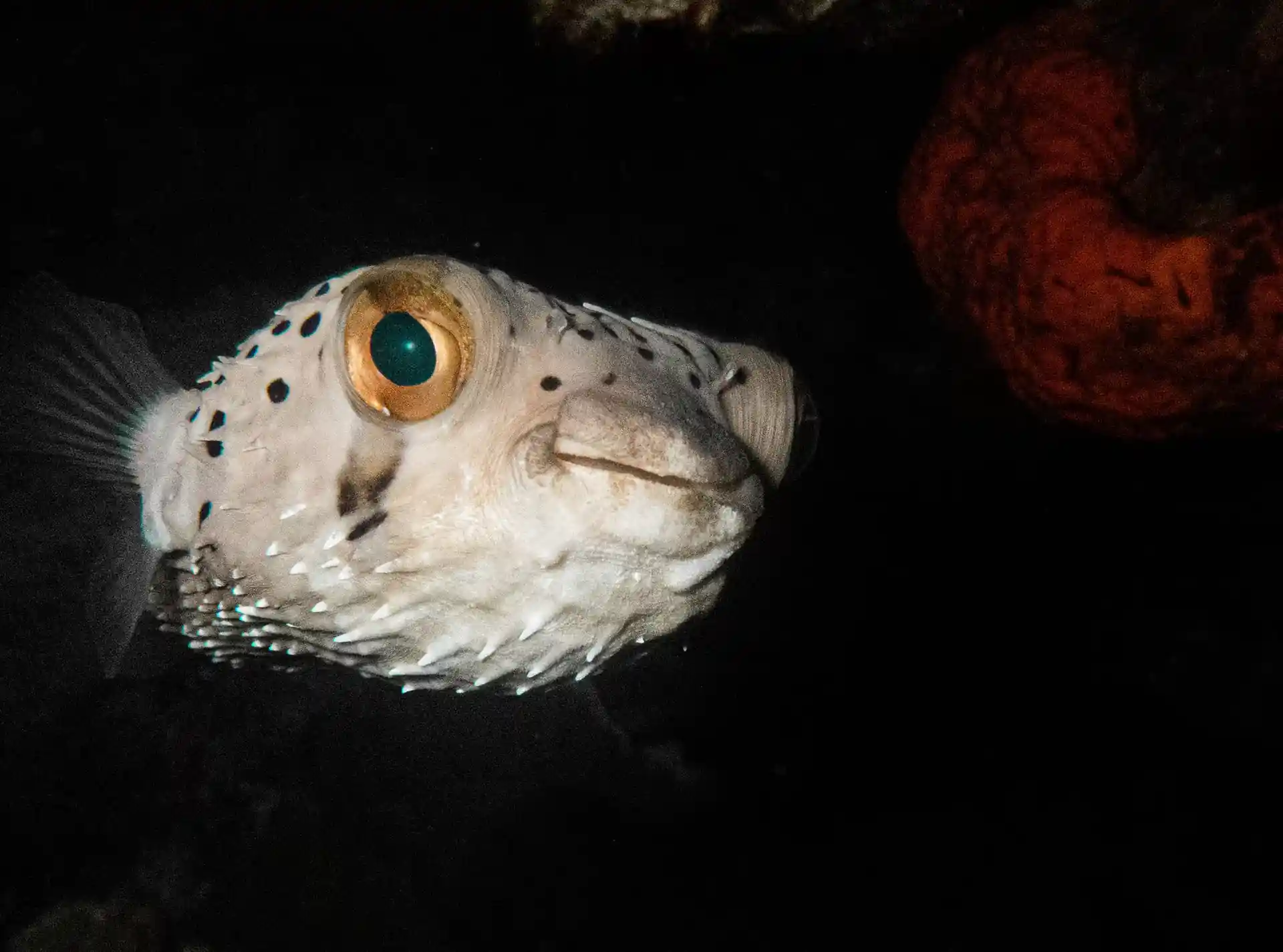 Dive site photo