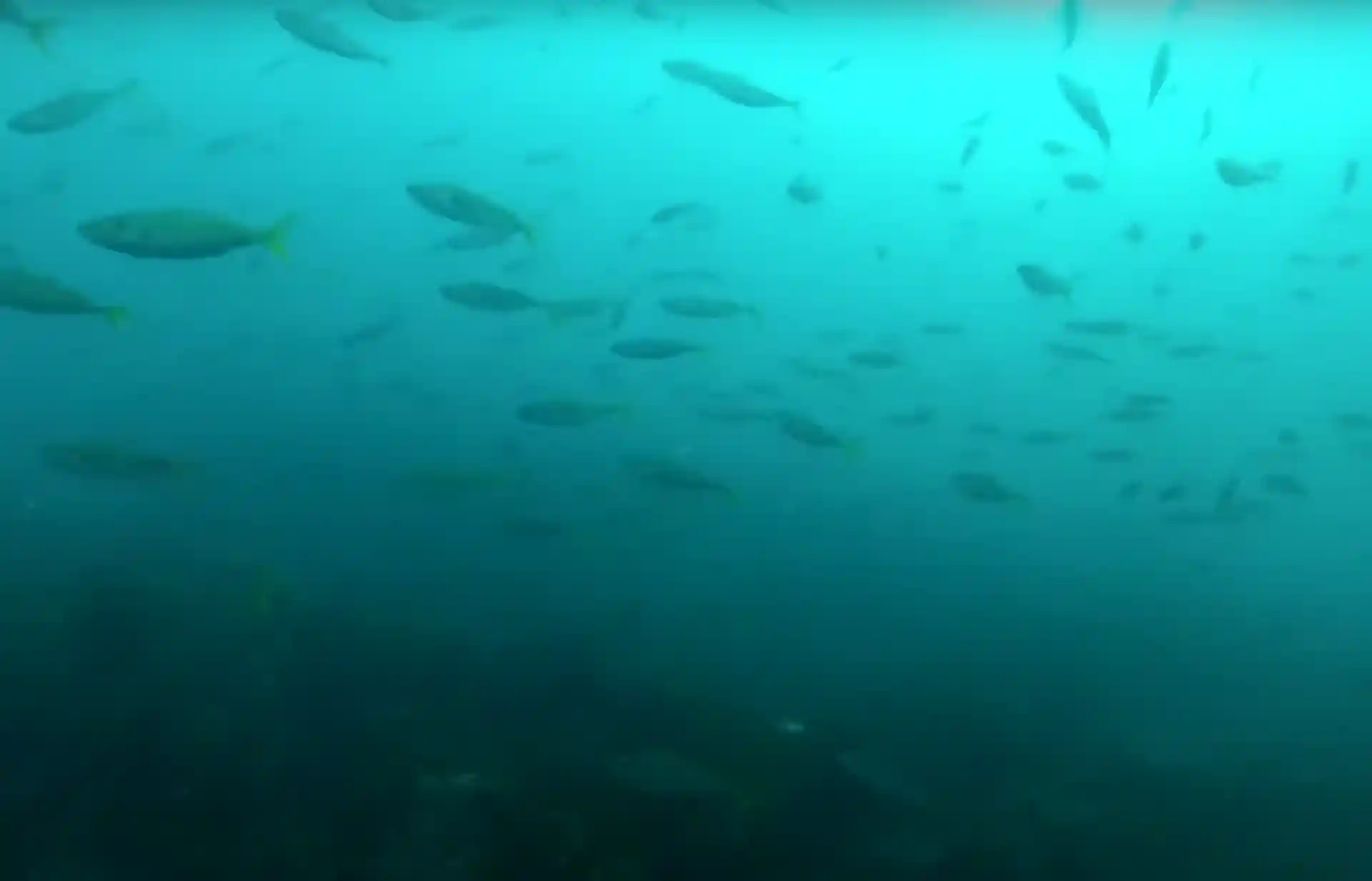 Dive site photo
