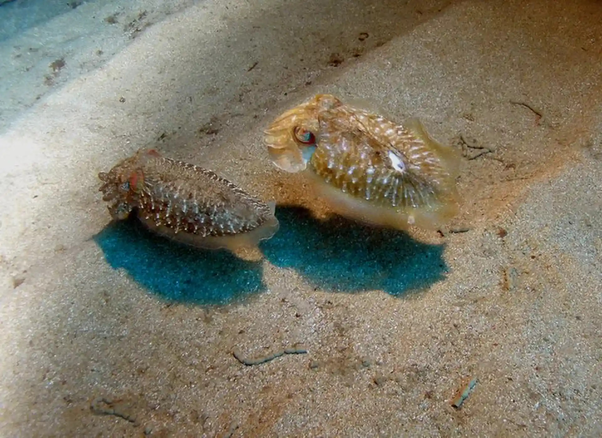 Dive shop photo