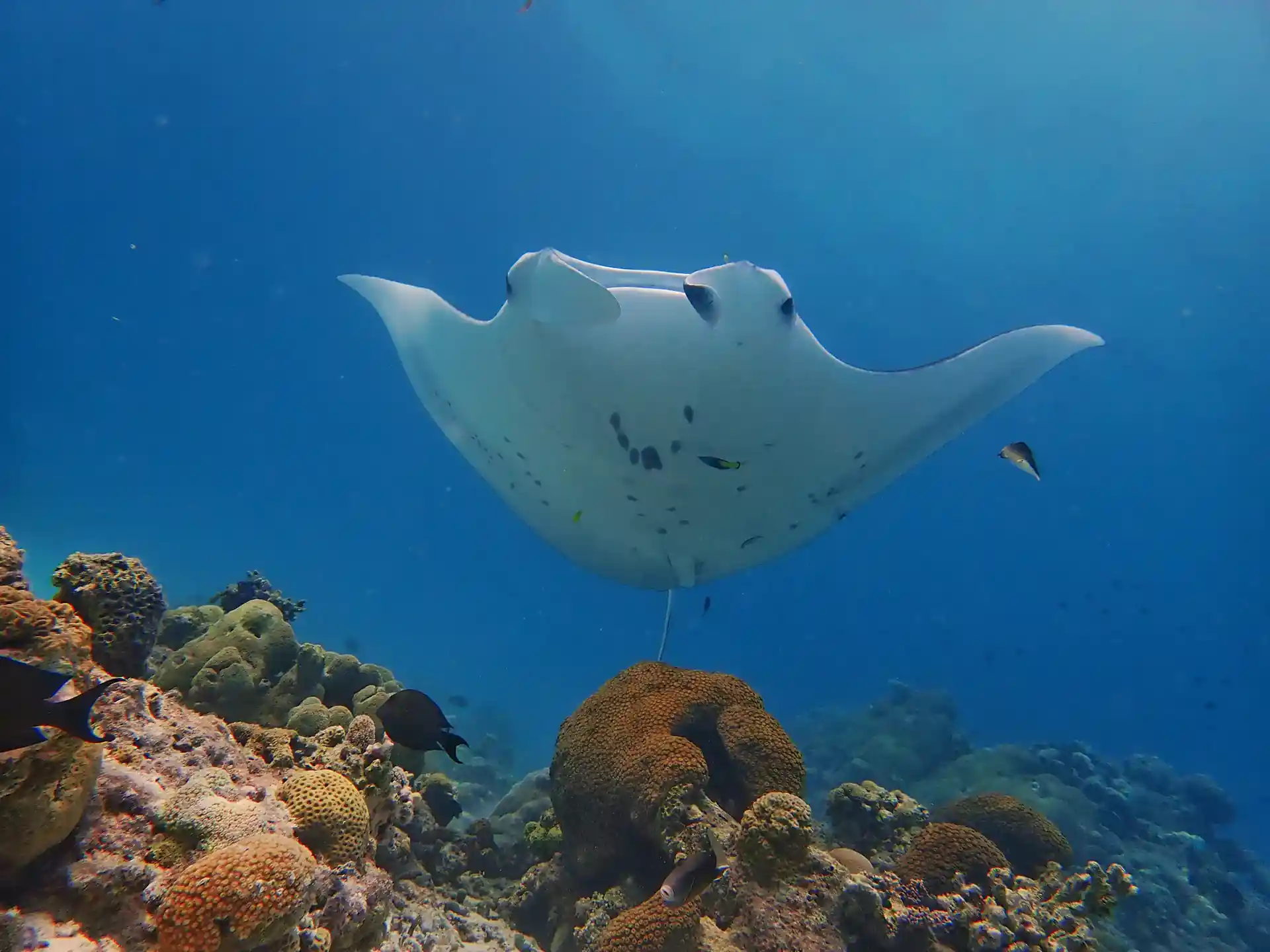 Foto de la tienda de buceo