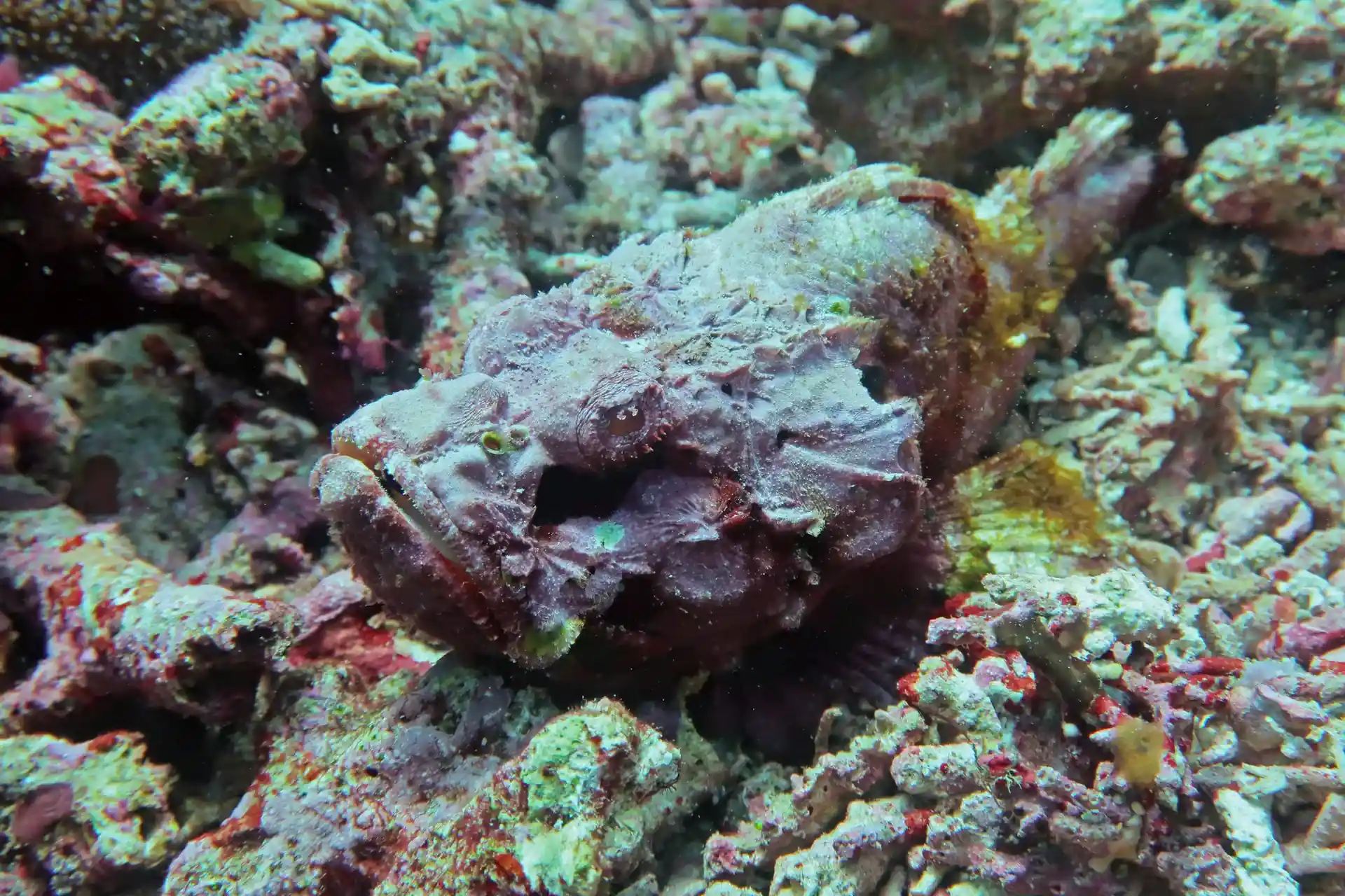 Dive site photo