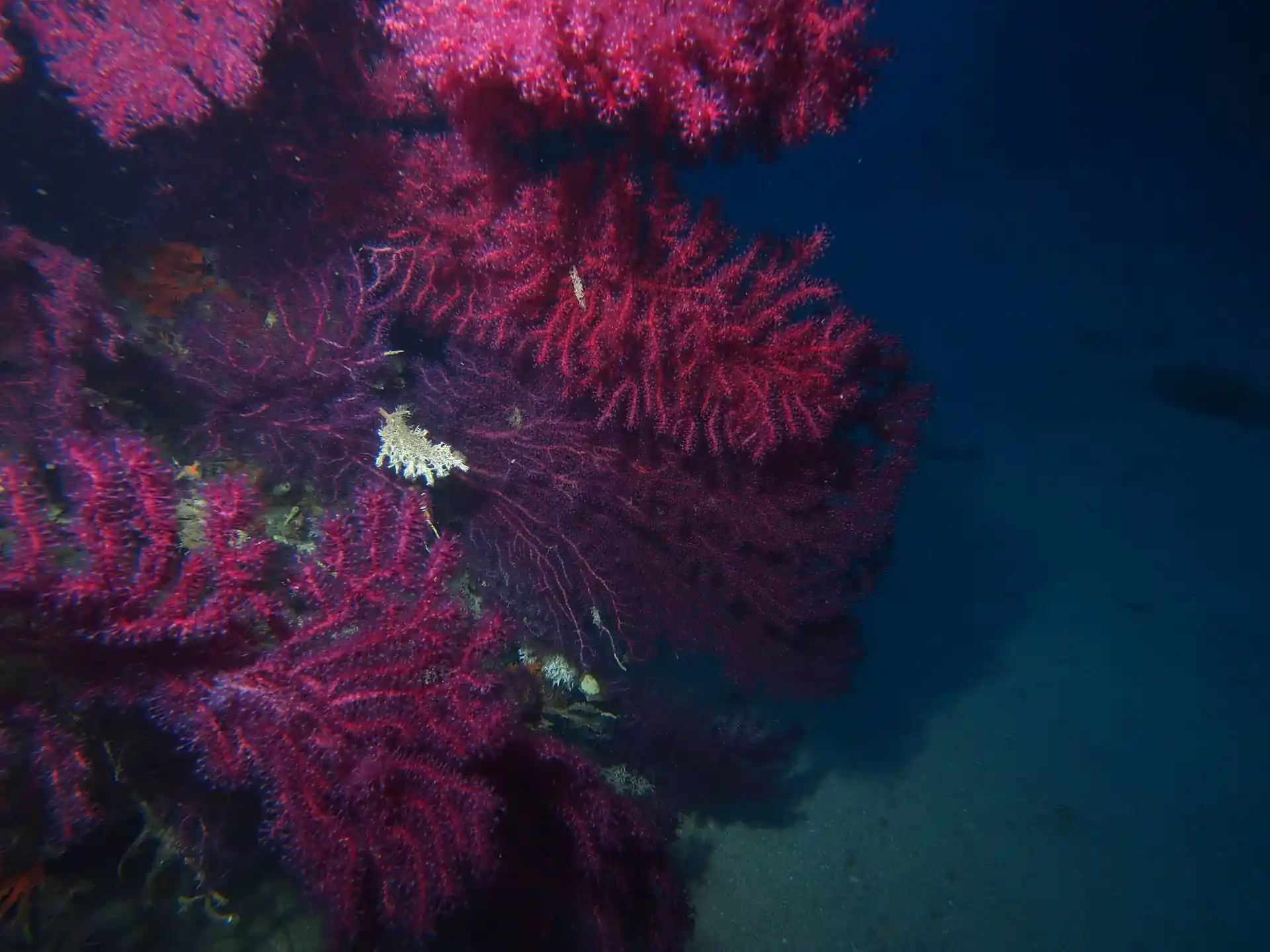 Dive site photo