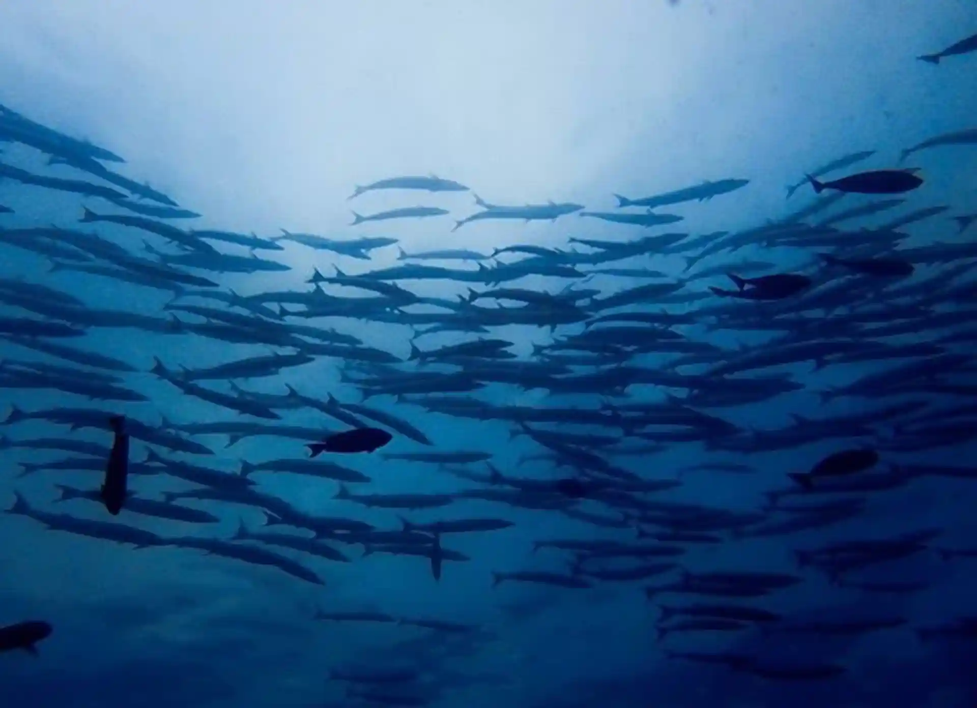 Dive site photo