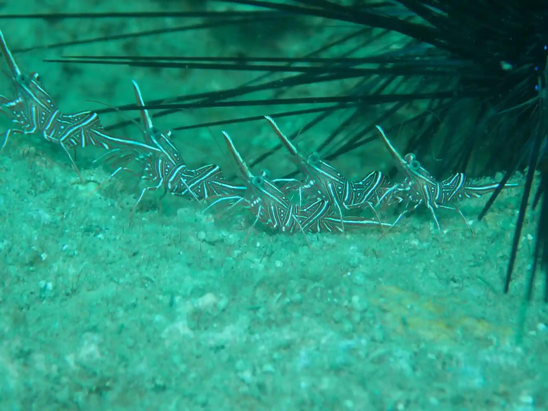 ダイビングサイトの写真