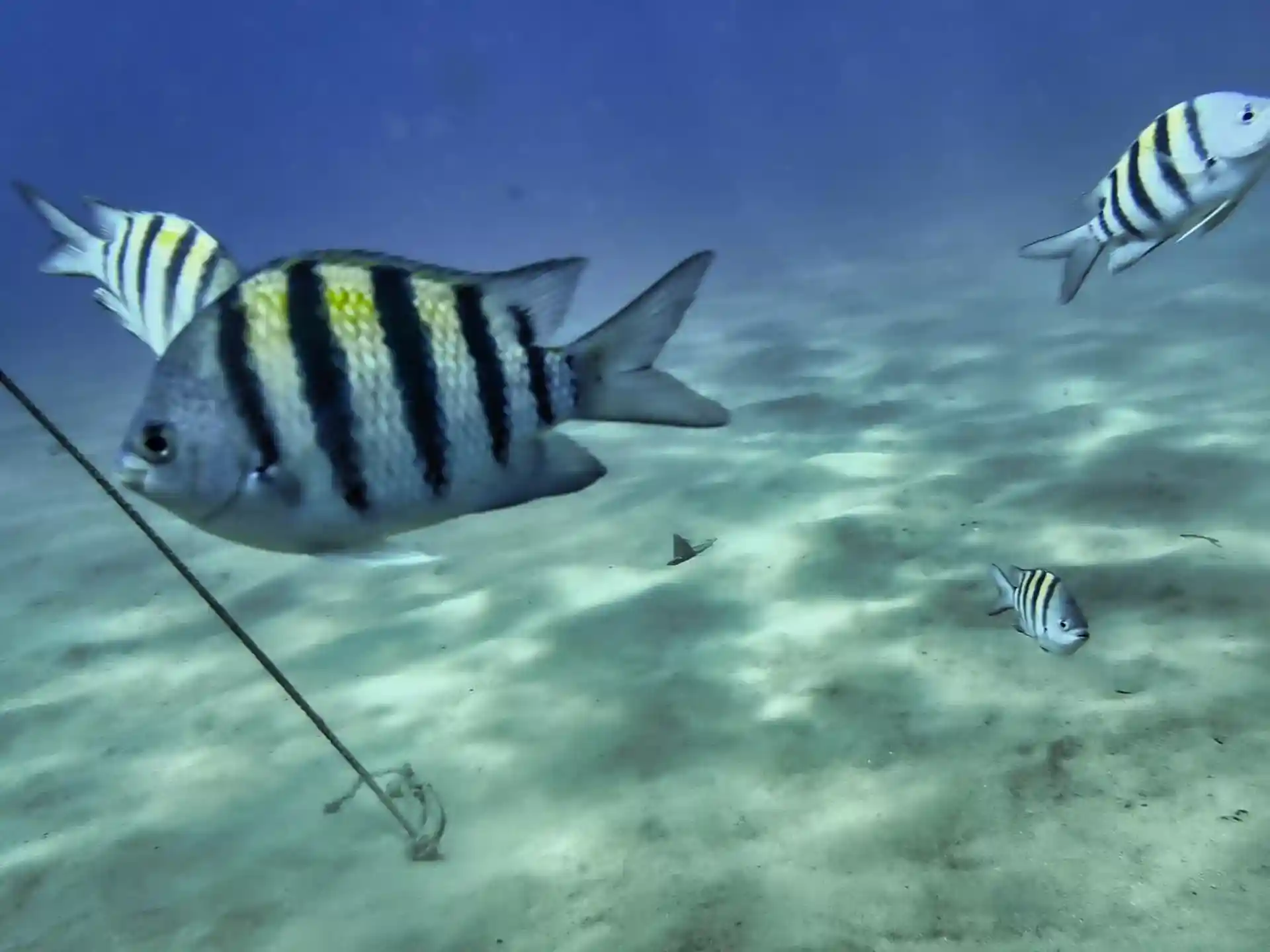 Dive site photo