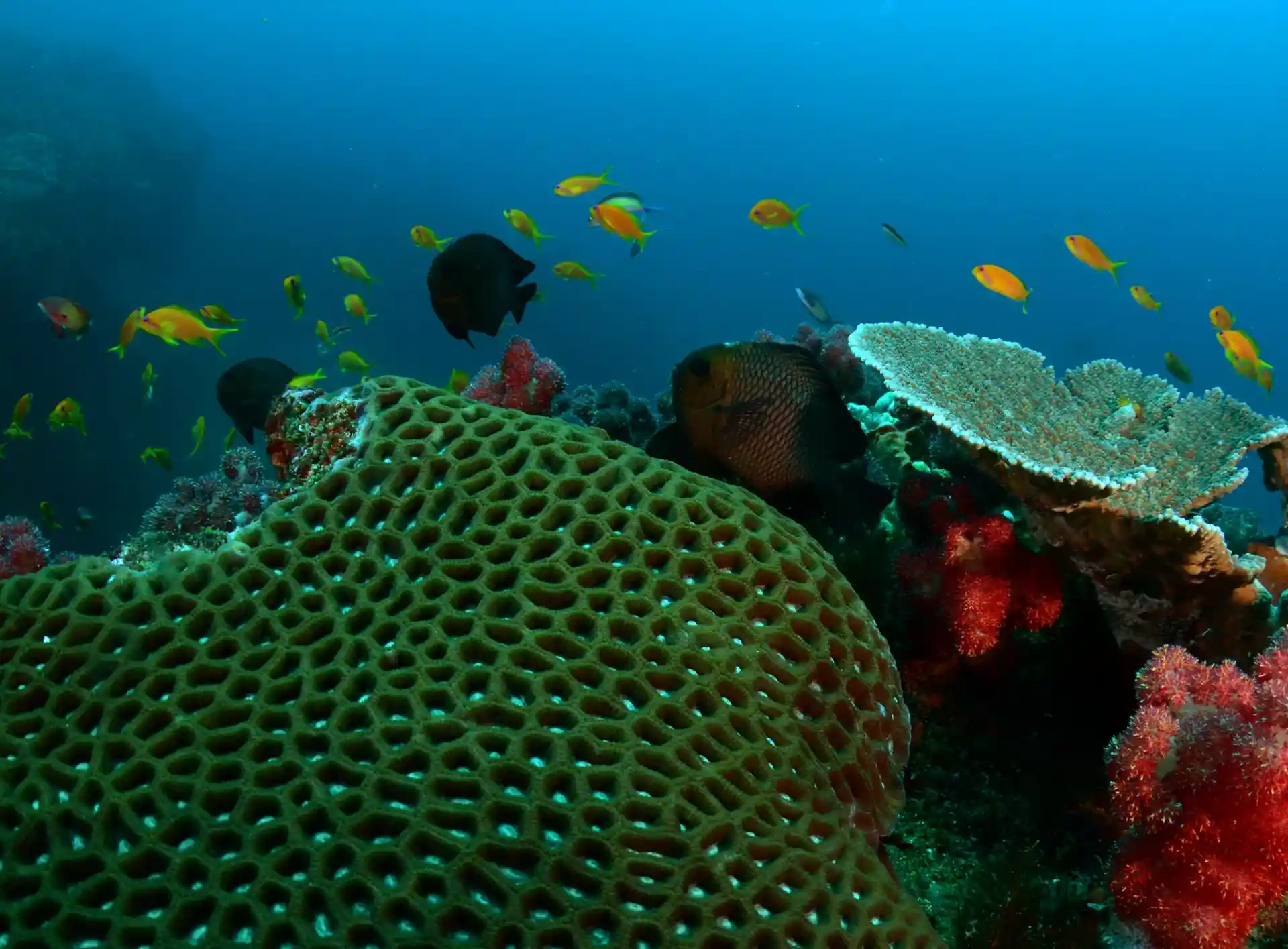 Dive site photo
