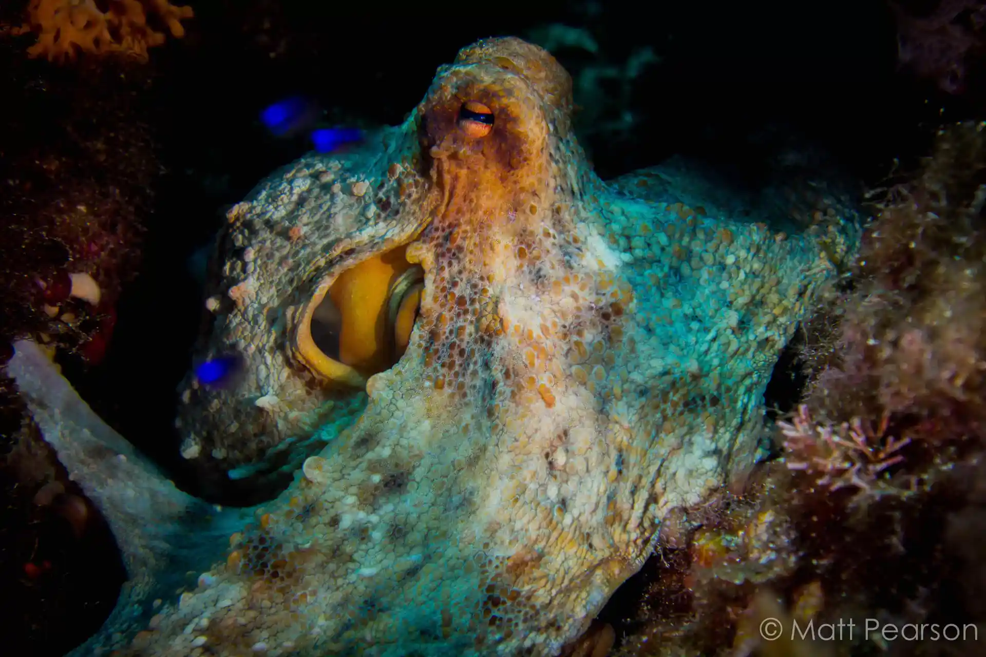 Octopus generally come out and play with our divers.