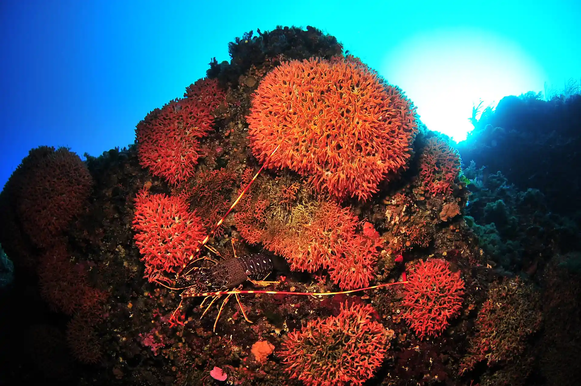 Our amazing sea life in Ibiza