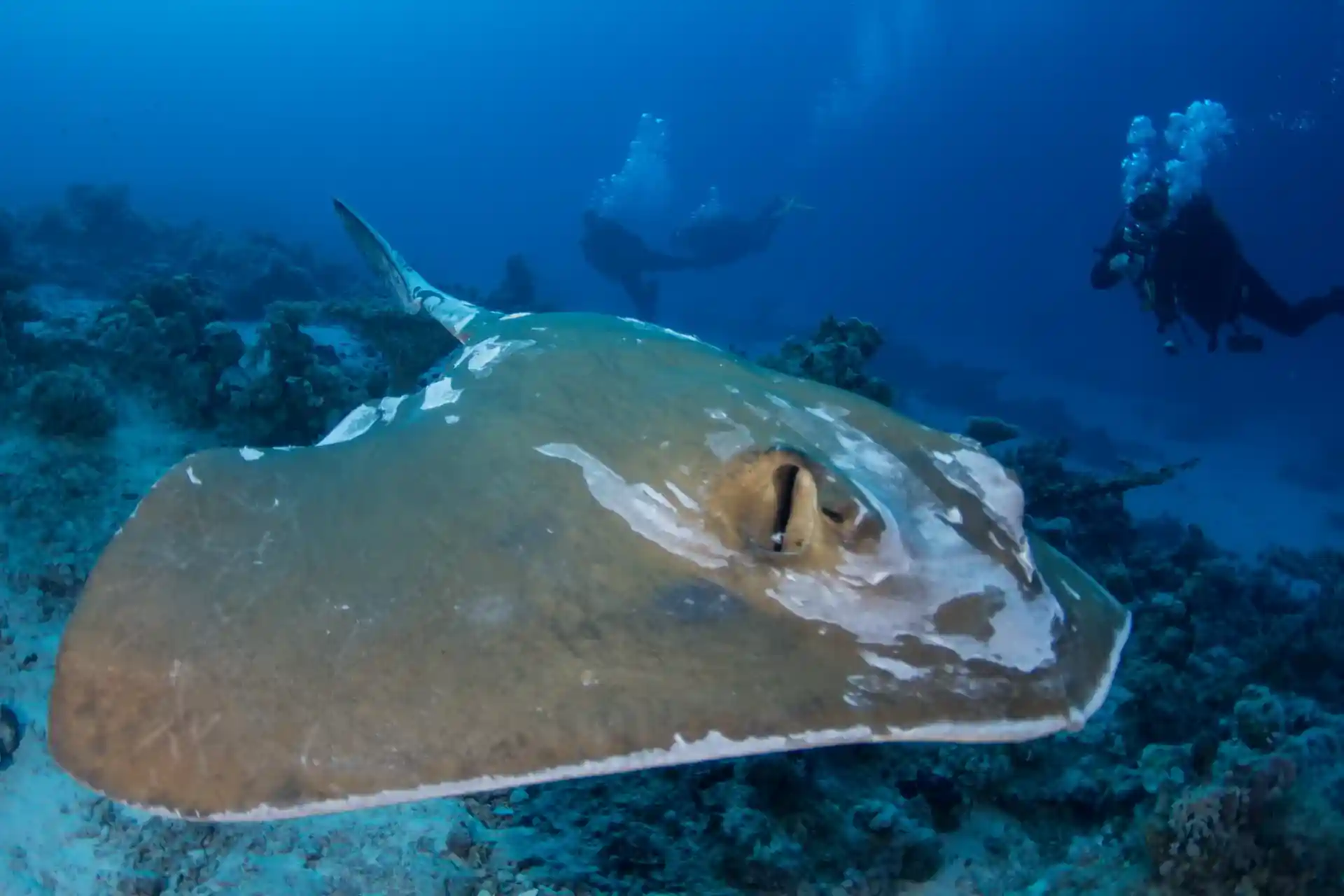 다이빙 포인트 사진