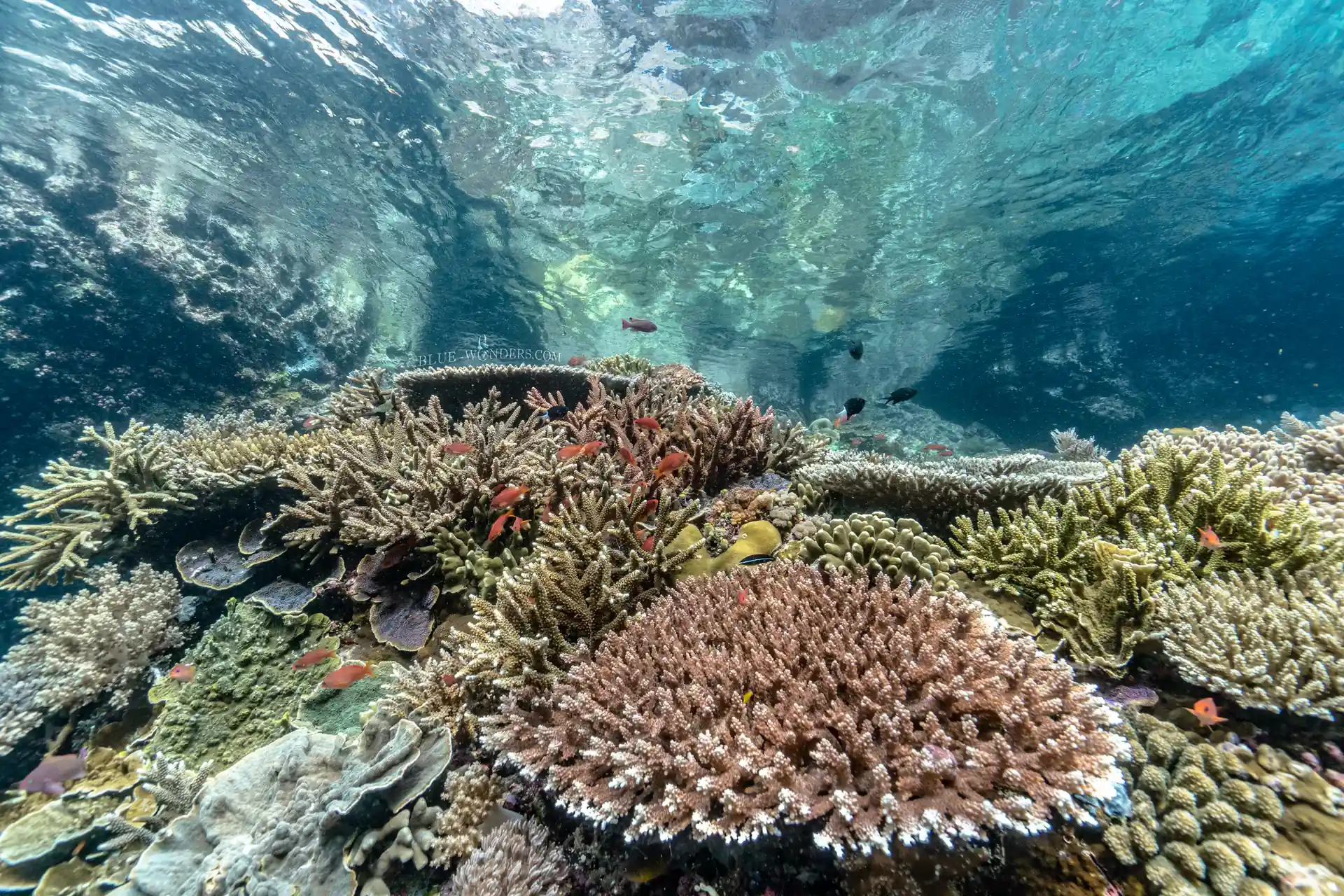 Dive shop photo