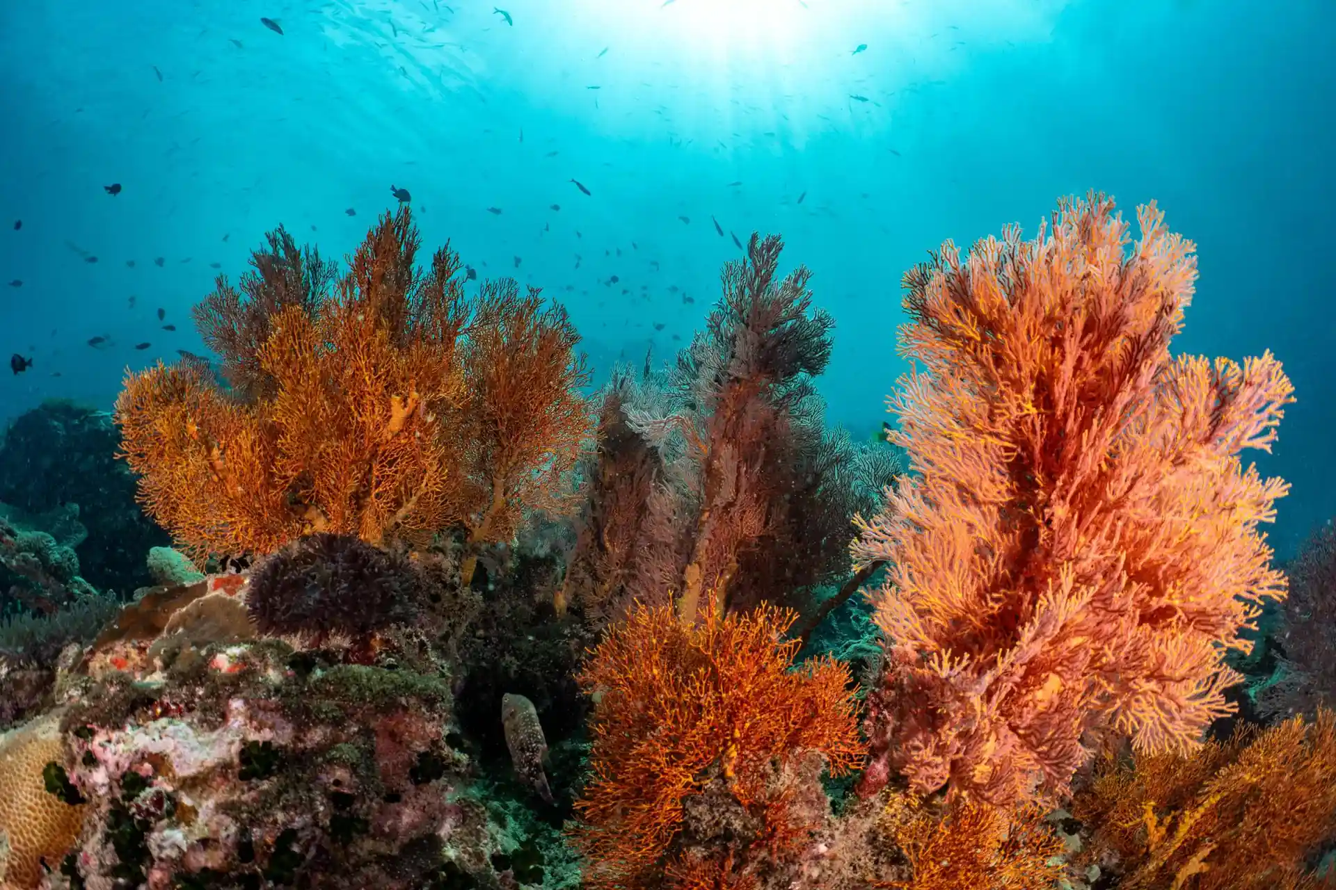 Dive site photo