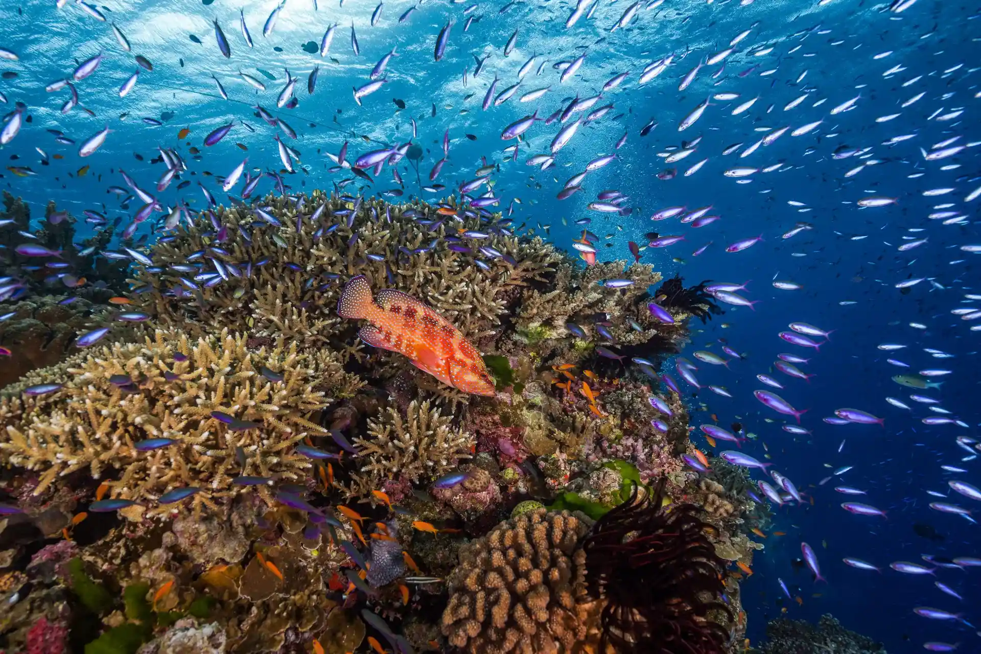Dive site photo