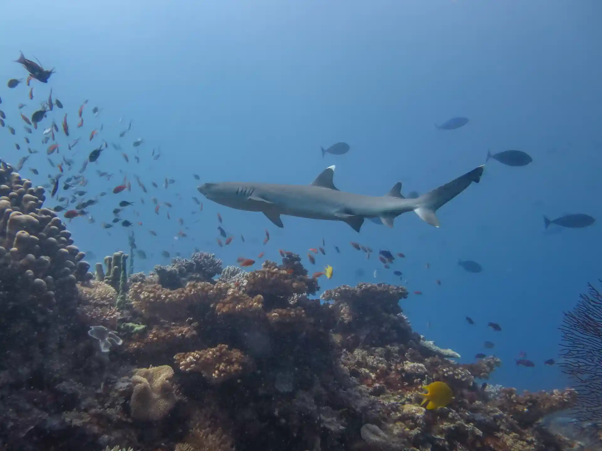 Frequent sightings of reef sharks