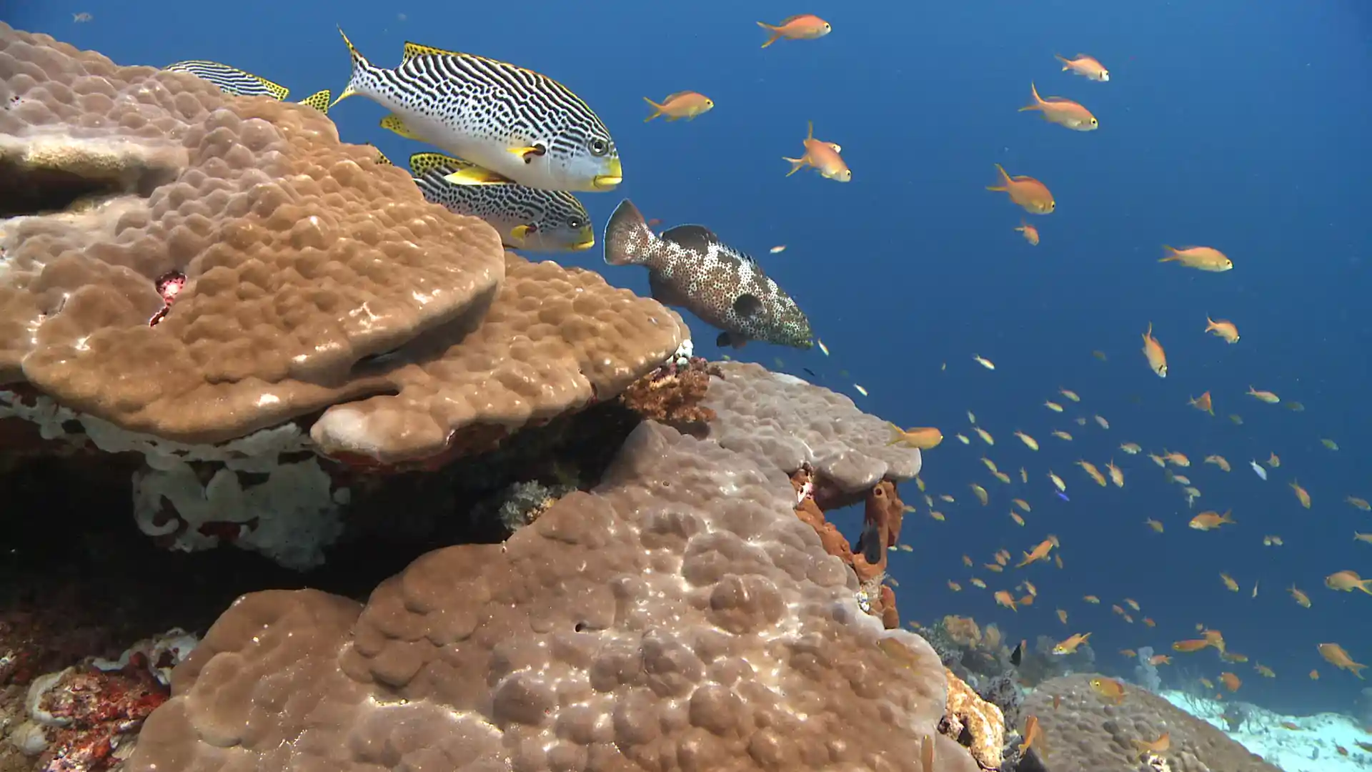 Dive site photo