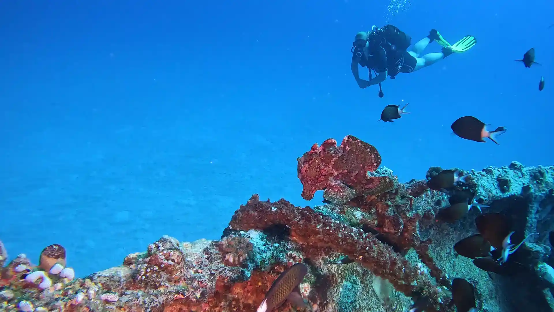 Rare and special sightings at 26 metres on Coin de Mire Island with advanced divers