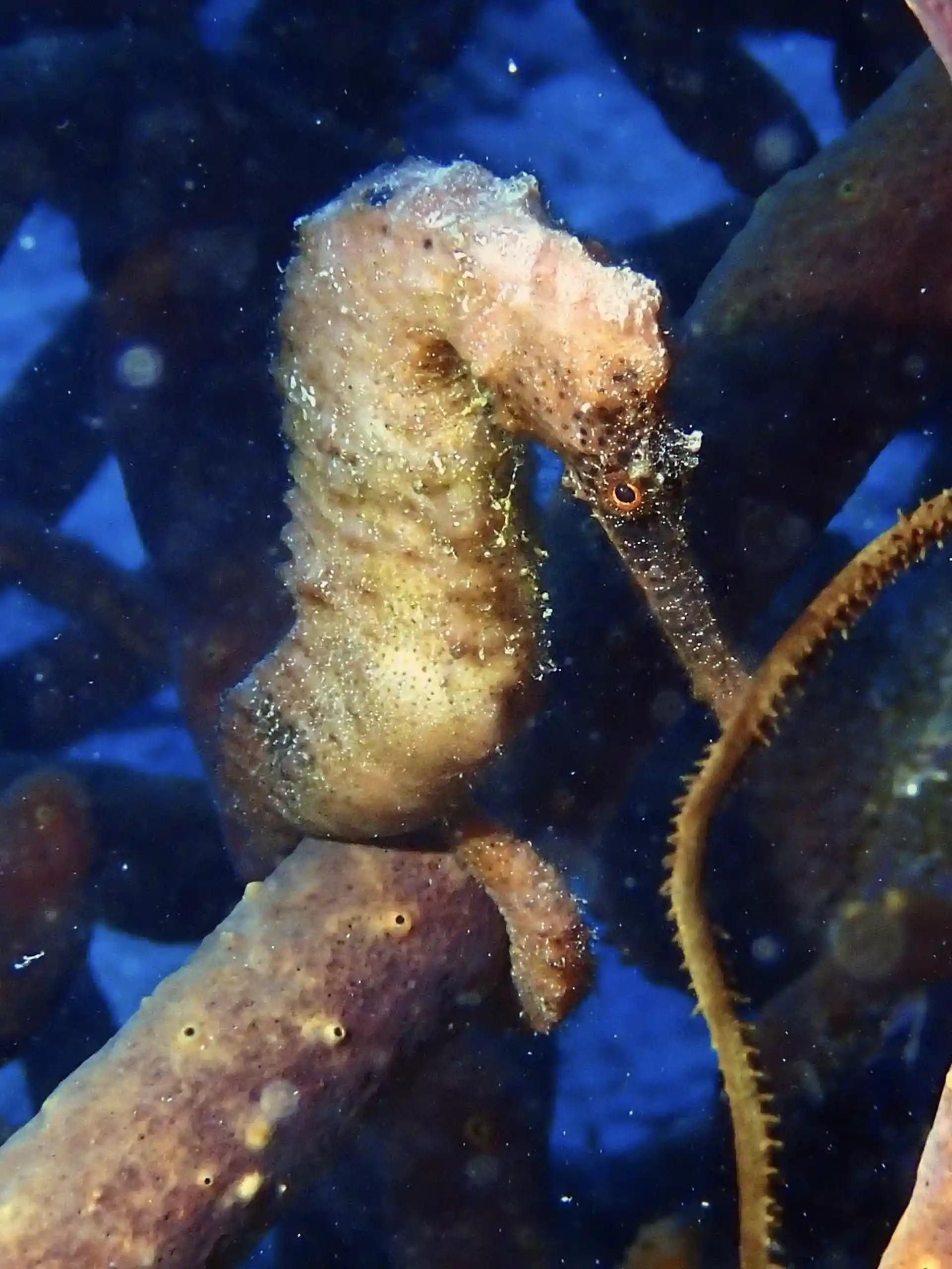 Dive site photo