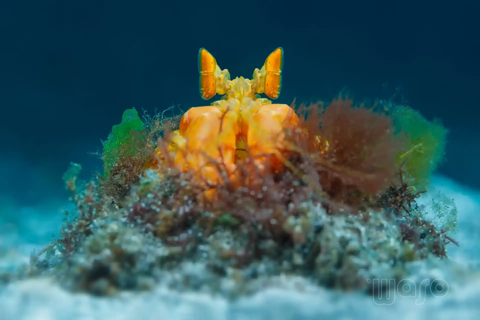 Dive site photo