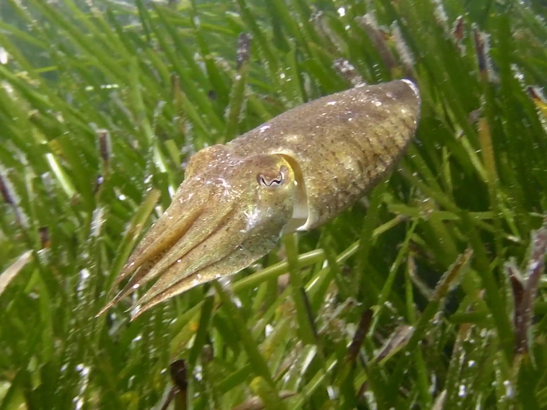 Tintenfische, die während des DSD-Freiwassertauchgangs entdeckt wurden