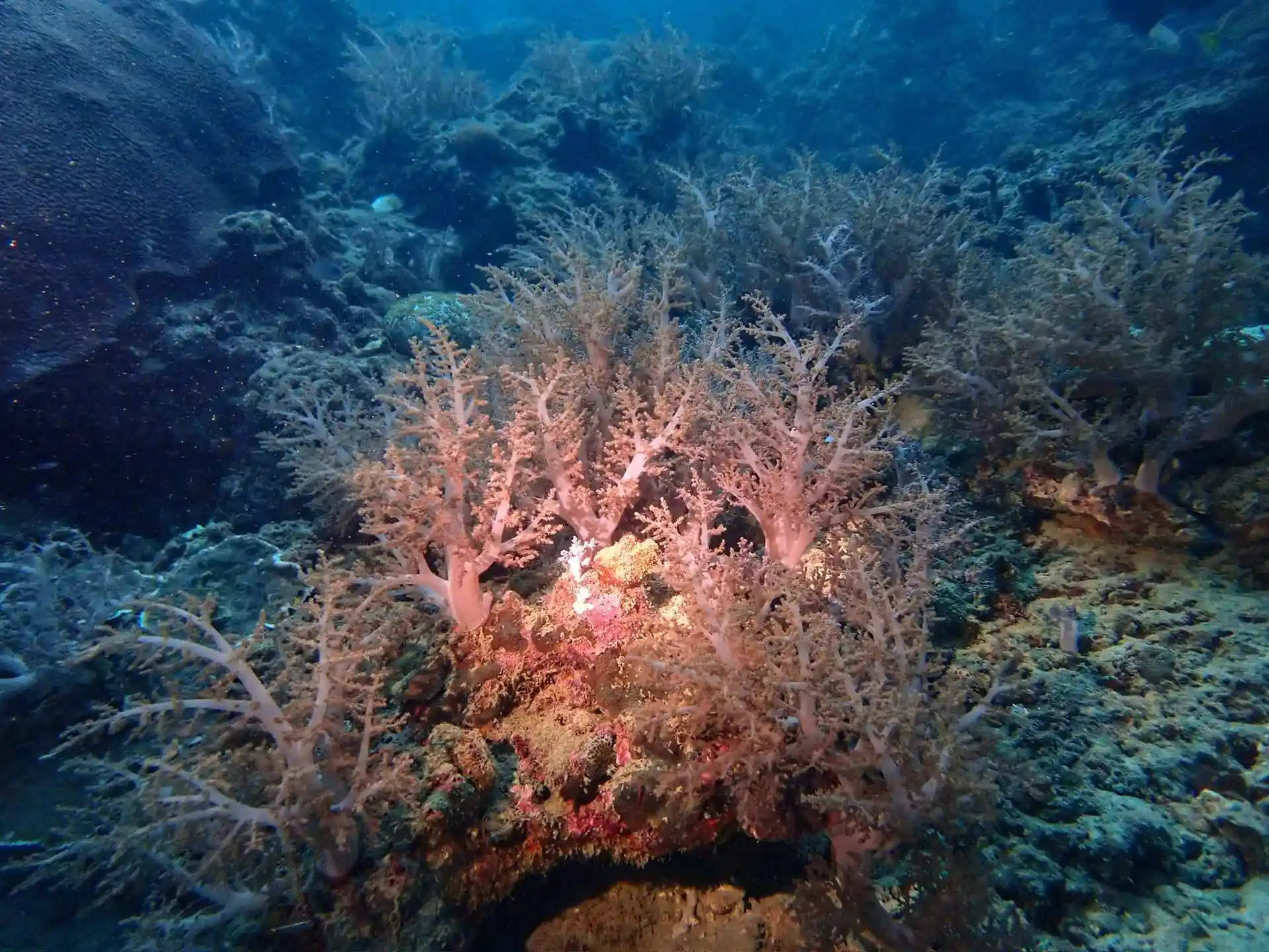 Dive site photo