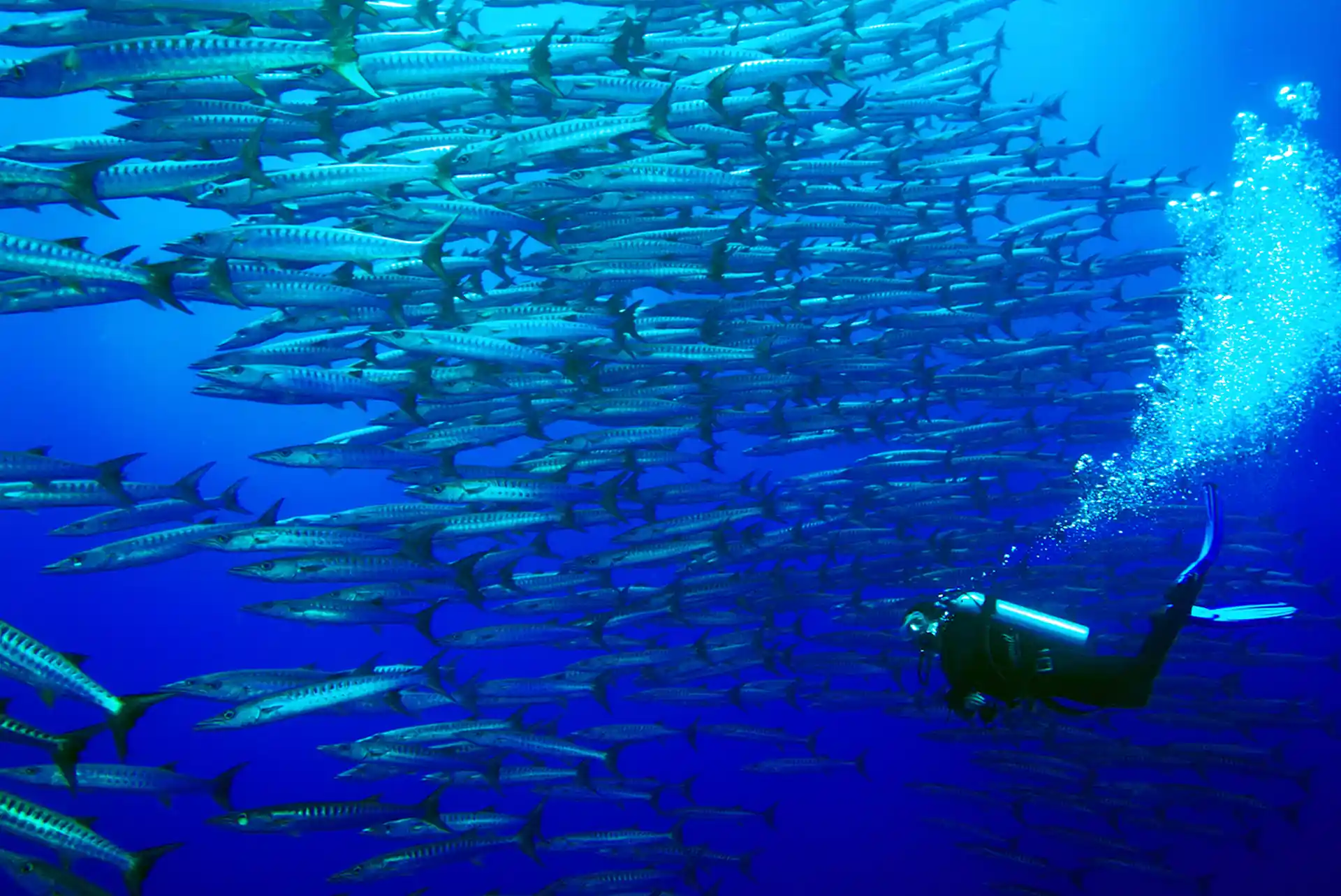 Dive shop photo