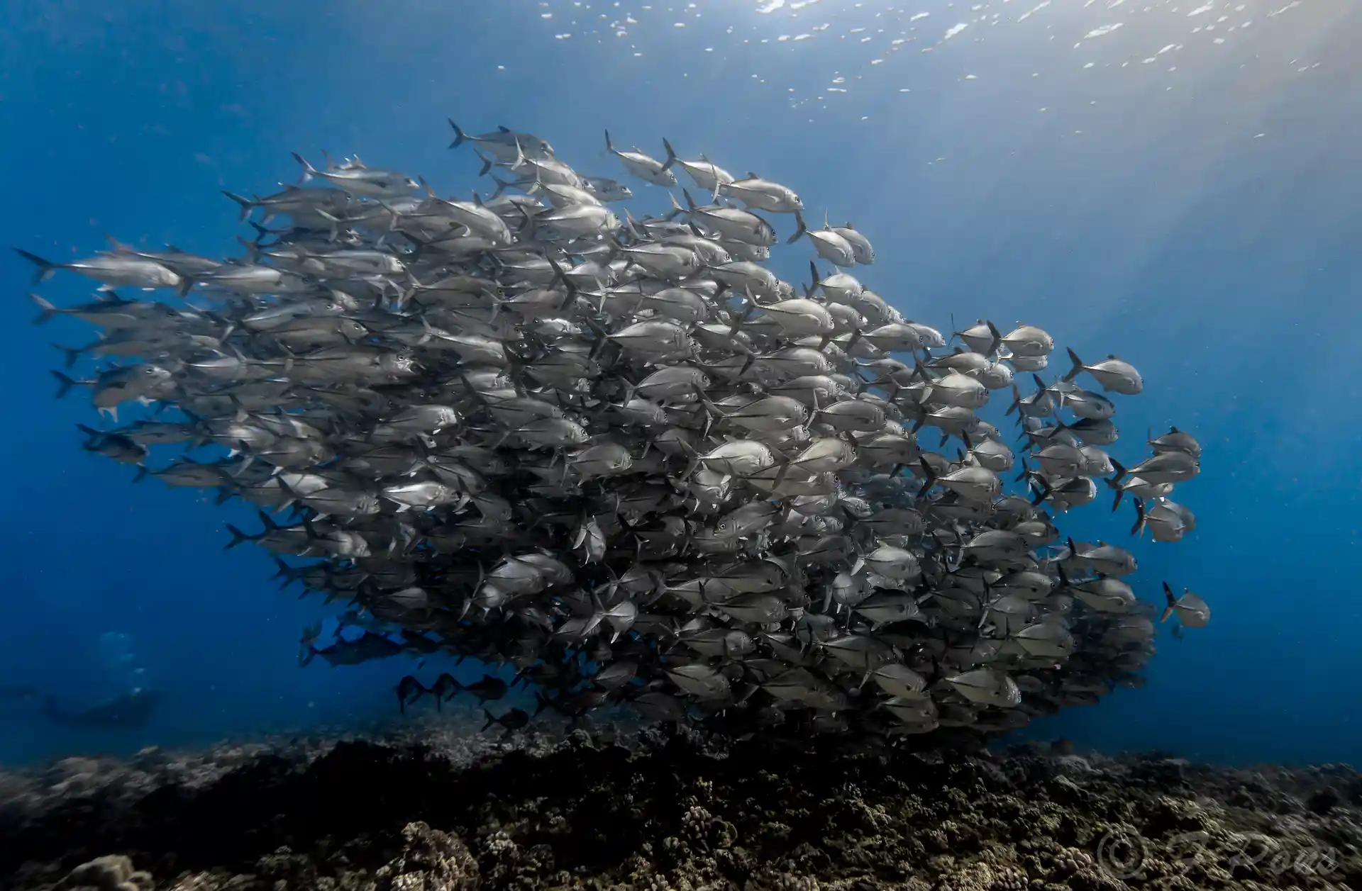 Dive shop photo