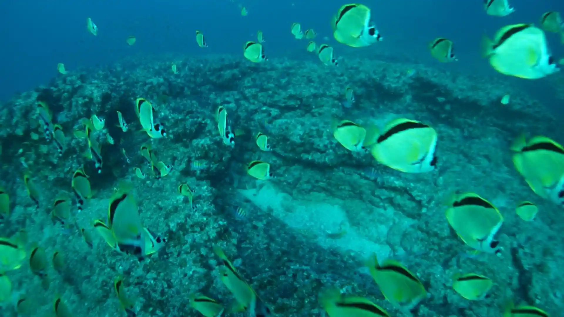 Foto de la tienda de buceo
