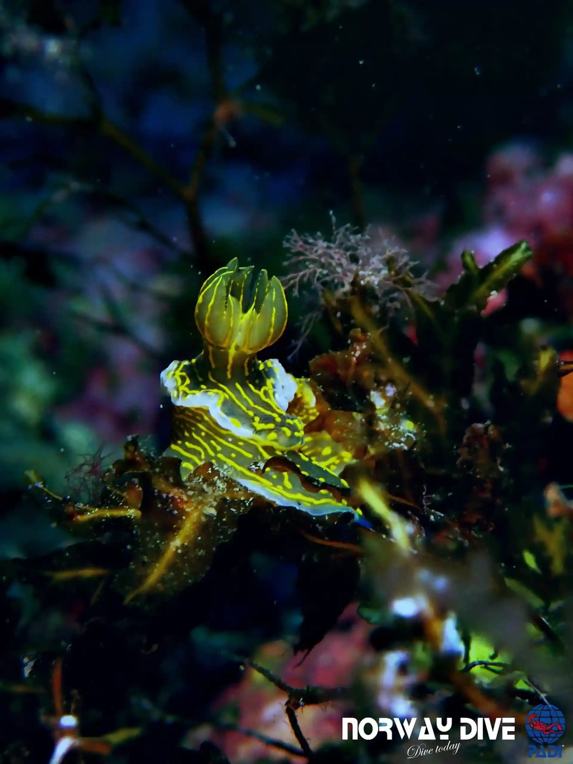 Foto del sitio de buceo