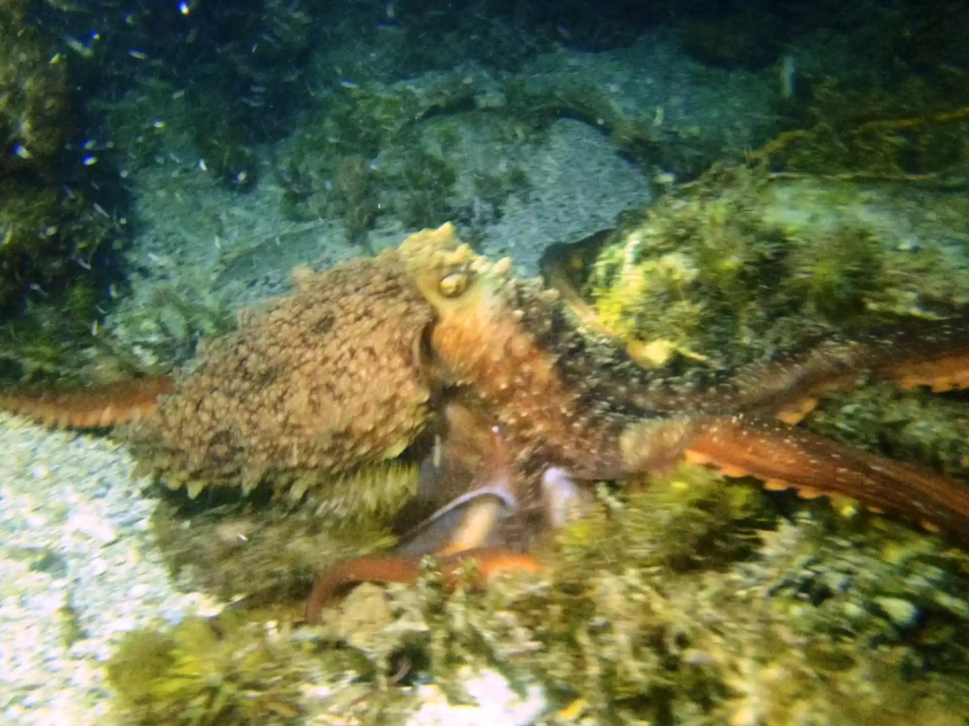 Dive site photo