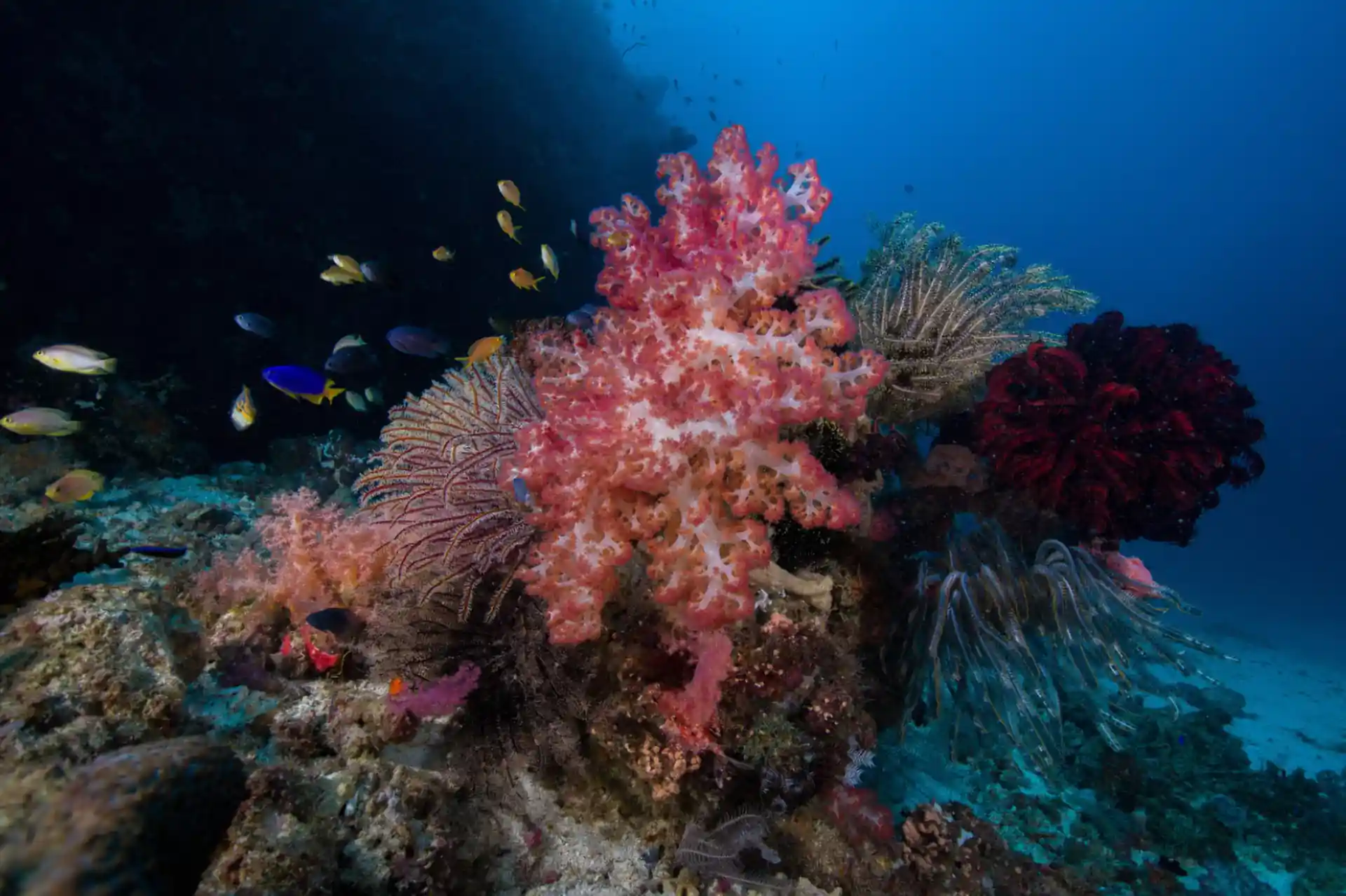 Dive site photo