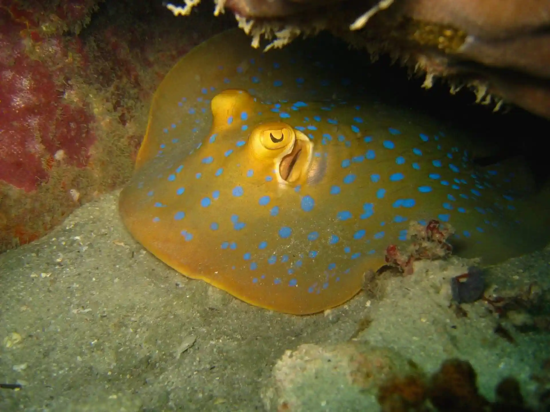 Foto des Tauchshops