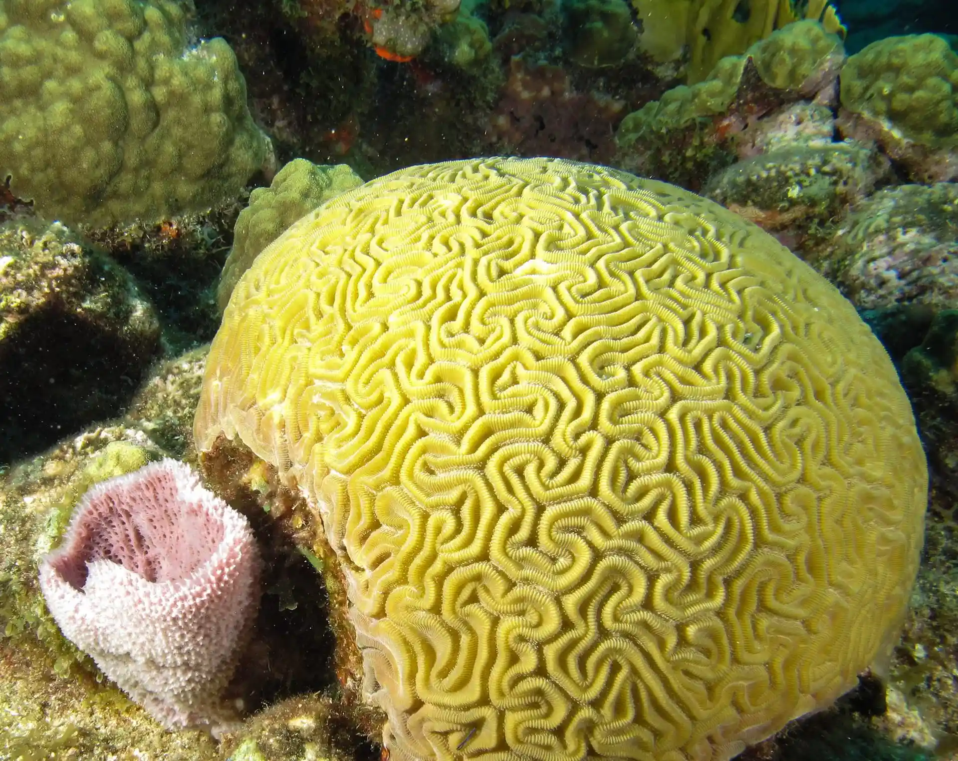 Dive site photo