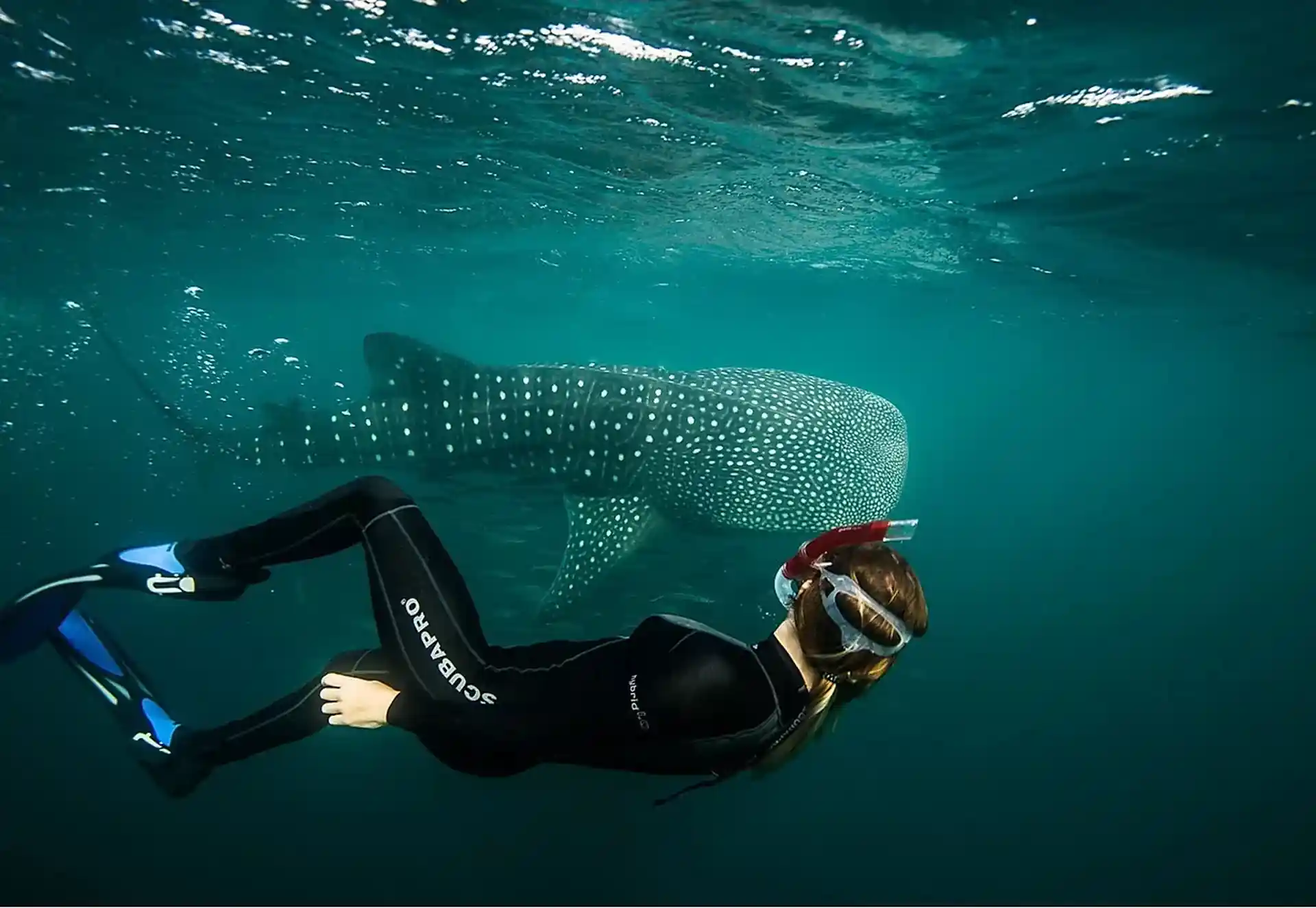 Snorkeling with the Whaleshark