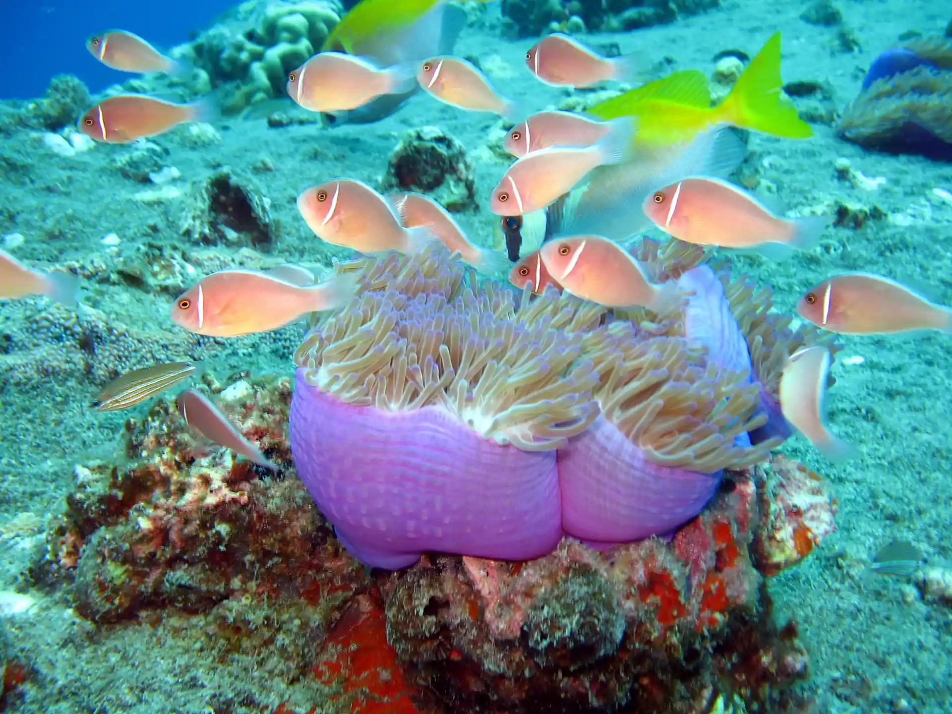 Dive shop photo