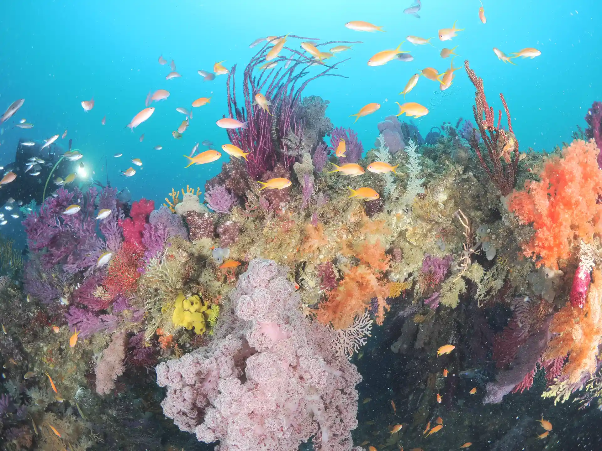 Dive shop photo
