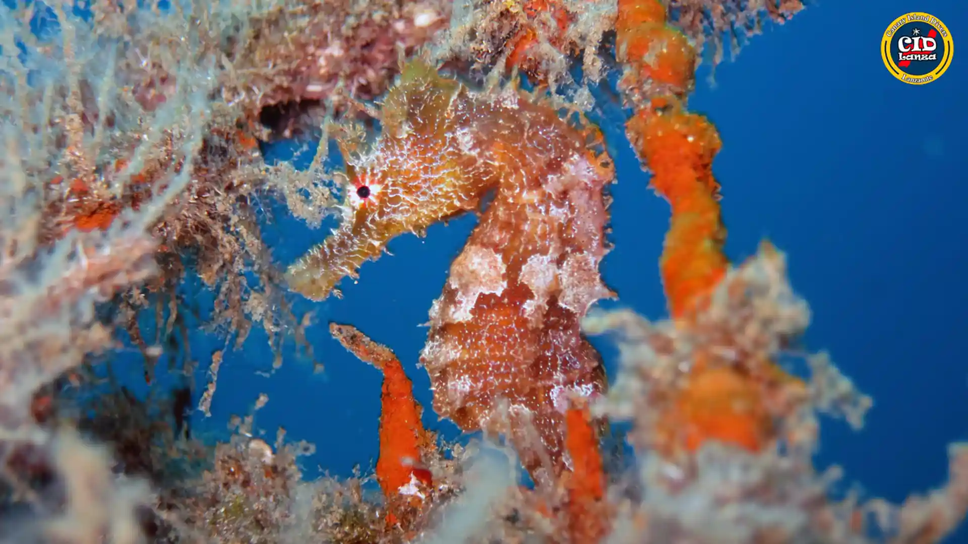 You might be lucky to see this wonderful creature