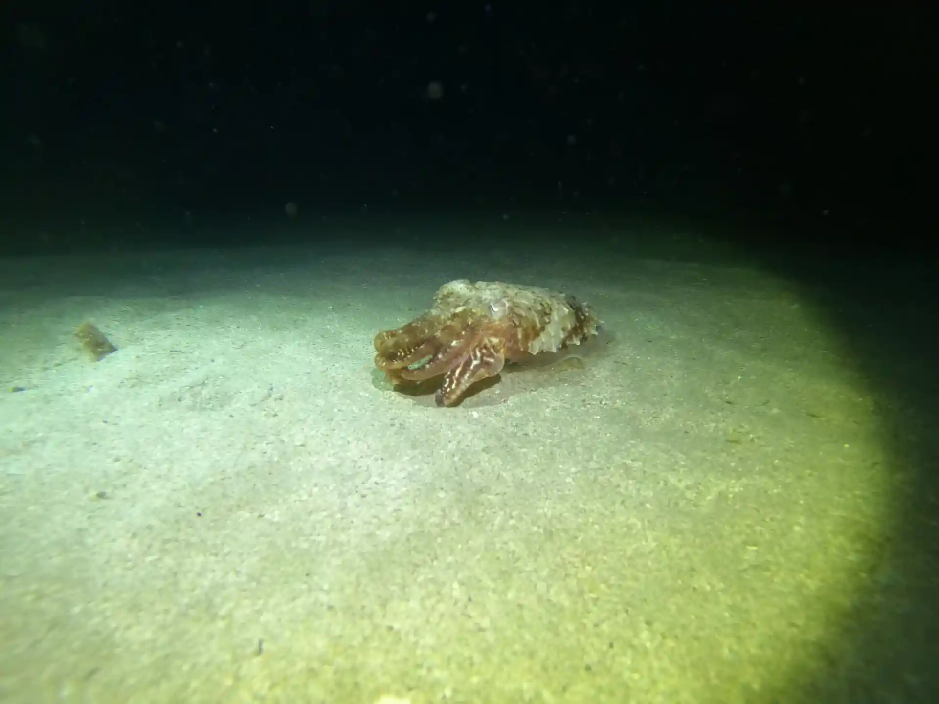 Foto des Tauchplatzes