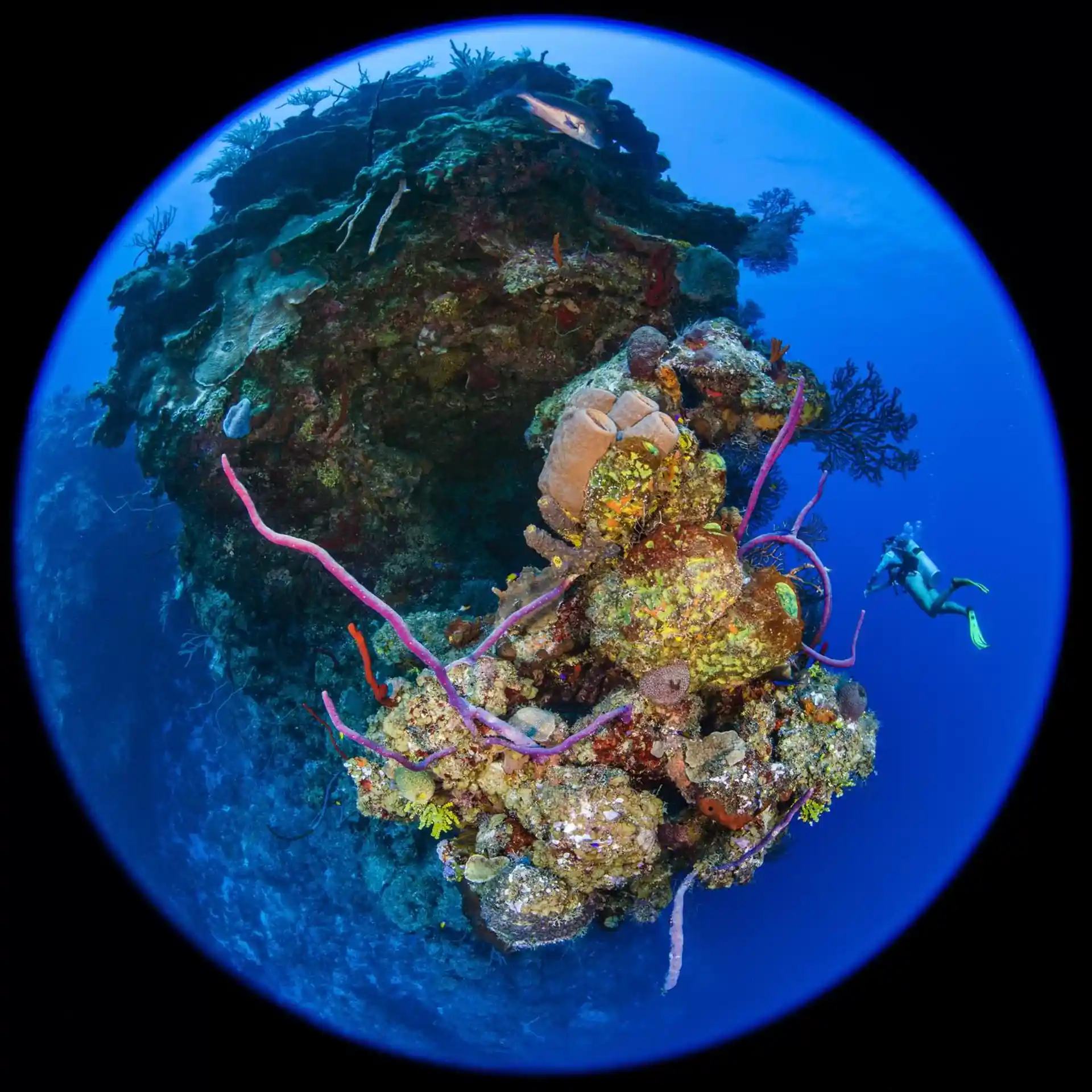 Dive site photo